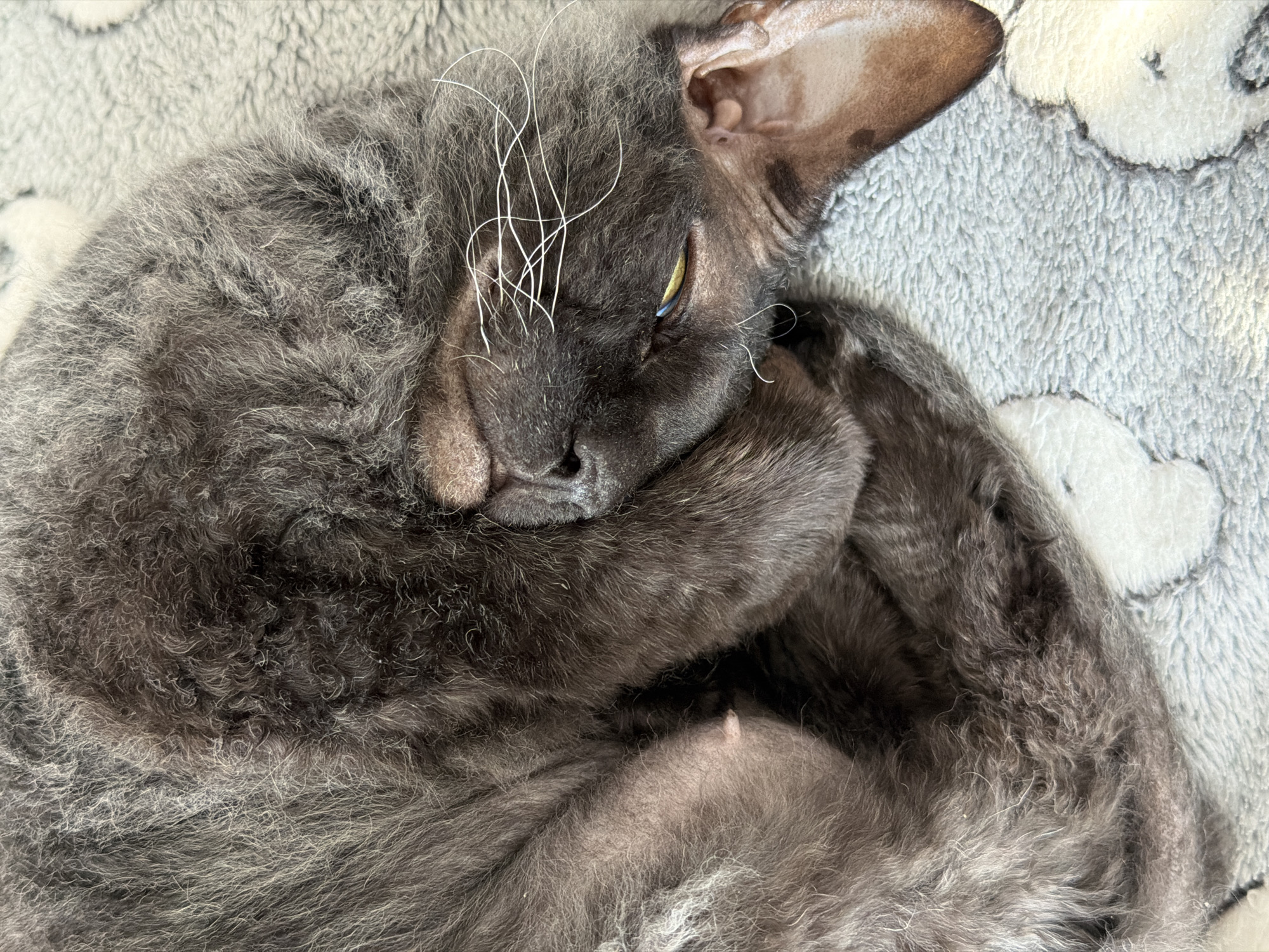 A gray Cornish Rex cat is curled up on a gray and white blanket. The cat's head is near its chest, and its eyes are partially open. The cat's whiskers are long and white. The cat's fur is curly. The blanket has a cloud pattern. The image was taken indoors. The location of the city of Chaikovsky, Russia is not relevant to the image content.