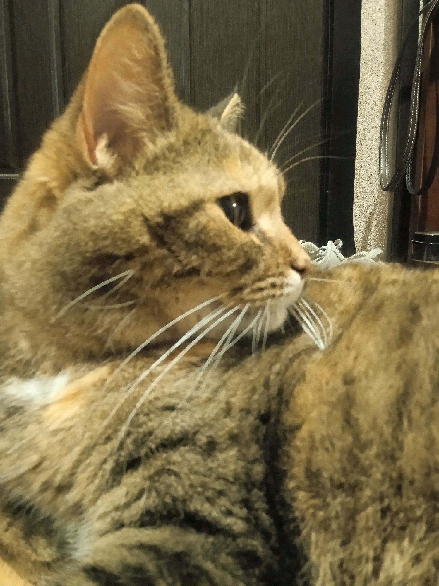 An indoor medium shot captures a tabby cat in profile, facing right. The cat's fur is a mix of brown and black stripes, with a patch of white on its chest. Its ears are pointed, and its whiskers are long and white. The background is dimly lit, with a dark wooden door on the left and a textured wall on the right. A few objects are visible in the background, including what appears to be a pair of shoes and a dark cylindrical object. The image appears to have been taken in a residential setting, possibly a home in Lida, Belarus.