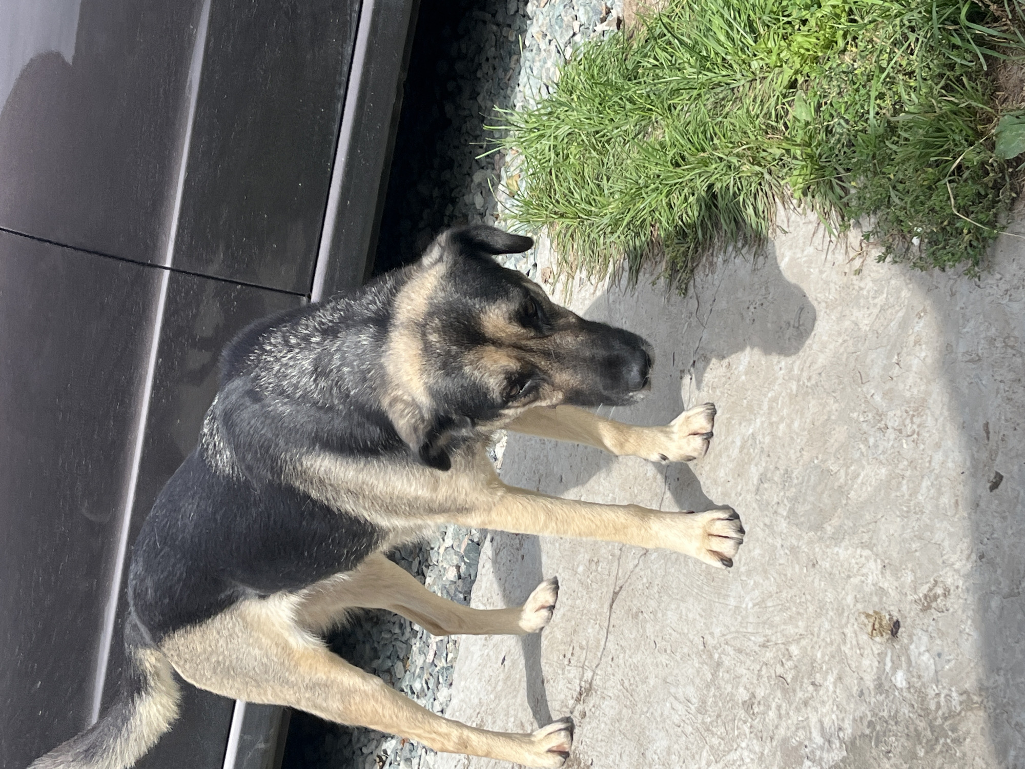 The image depicts a medium-sized dog, possibly a German Shepherd mix, standing on a concrete surface next to a patch of grass. The dog has tan and black fur, with its head lowered as if sniffing the ground. In the background, a dark-colored vehicle is partially visible, with its lower body parallel to the ground. The environment appears to be outdoors, likely in a residential or industrial area given the concrete and gravel. The lighting suggests it is daytime, with shadows cast on the concrete. There are no people visible in the image. The image does not provide any specific details to place it in Nizhny Tagil, Russia.