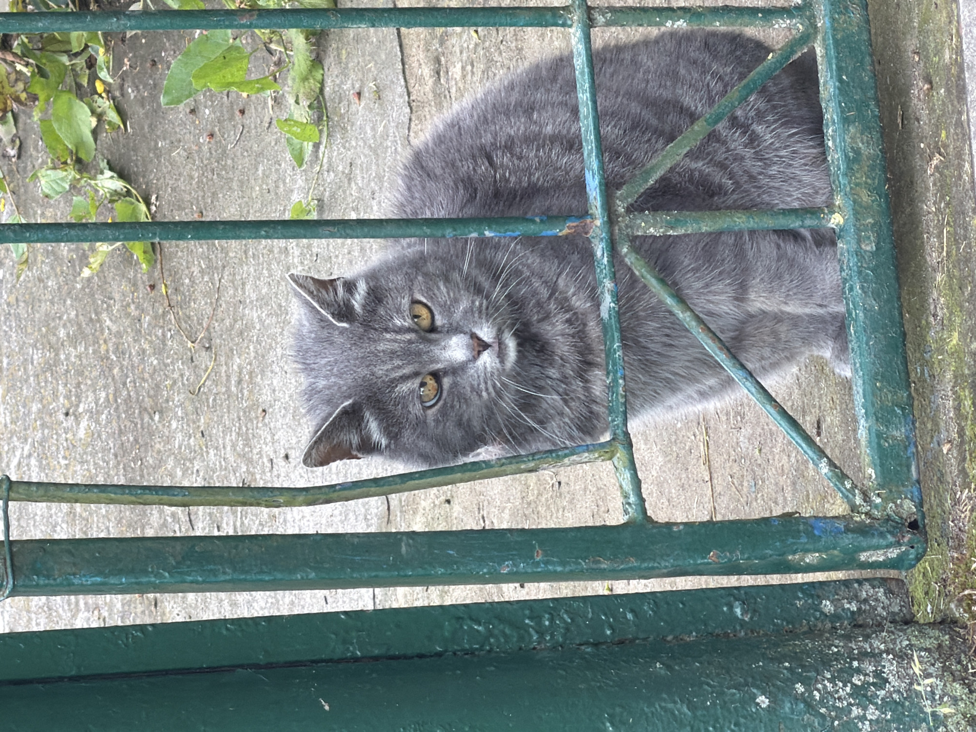 In Dreiliņi, Latvia, a medium-sized, short-haired domestic cat with gray fur sits on a concrete surface behind a green metal gate. The cat faces forward, its gaze directed slightly to the left of the camera. Its eyes are a clear amber color, and its whiskers are prominent. The cat's body is largely visible, with its tail tucked around its paws. The gate is made of vertical bars and horizontal crossbeams, showing signs of rust and peeling green paint. In the background, more concrete is visible, along with some green foliage and scattered small debris. The lighting suggests an overcast day.