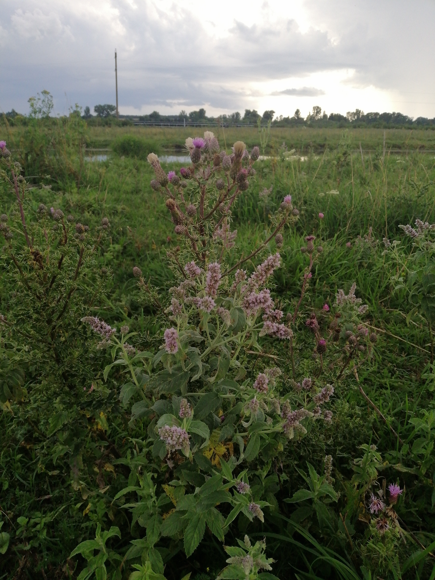 A low-angle, eye-level shot captures a natural scene of overgrown vegetation and cloudy skies in Krasnoluka, Ukraine. In the foreground, a cluster of plants with spiky stems and small purple flowers dominates the frame. These plants are surrounded by a dense carpet of green grass and other foliage, with hints of yellowing leaves scattered throughout. The background reveals a tranquil body of water, reflecting the overcast sky, and a distant line of trees and a utility pole. The overall impression is one of wild, untamed nature on a gloomy day.