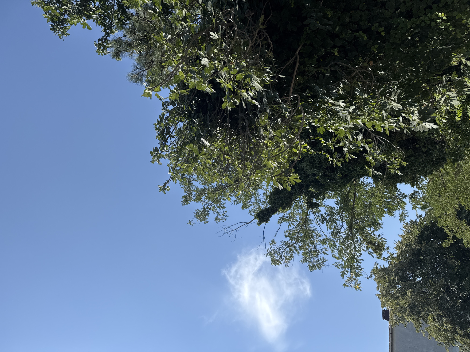 This is a photograph of a bright blue sky with a few wispy white clouds. On the right side of the frame, there is a large, lush green tree with many leaves. The branches of this tree extend upwards into the sky. To the left of the tree, a building with a gray facade and a dark roofline is partially visible. The scene appears to be outdoors in a city environment, possibly in Gungoren, Turkey, given the context. There are no people or animals visible in the image. The overall impression is one of a clear, sunny day.