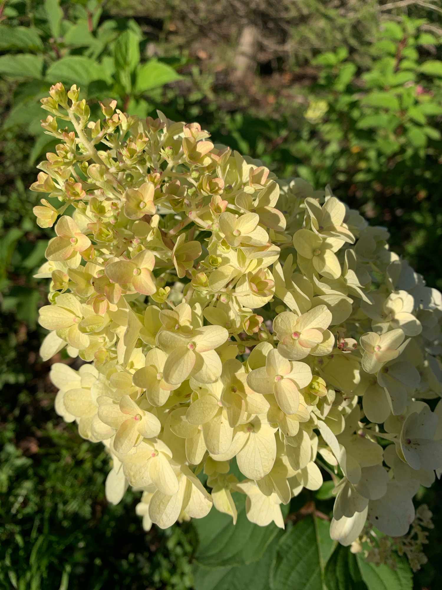 A close-up, sun-drenched shot focuses on a cluster of pale yellow hydrangeas. The flowers are tightly packed, with individual petals visible, some showing hints of pink blush. The background is a blur of green foliage, suggesting an outdoor garden setting. The image is cropped to emphasize the floral subject, with no people or distinct architectural features visible. The lighting indicates it was taken during daylight hours. The scene's location in Prokopyevsk, Russia cannot be determined from the visual information provided.