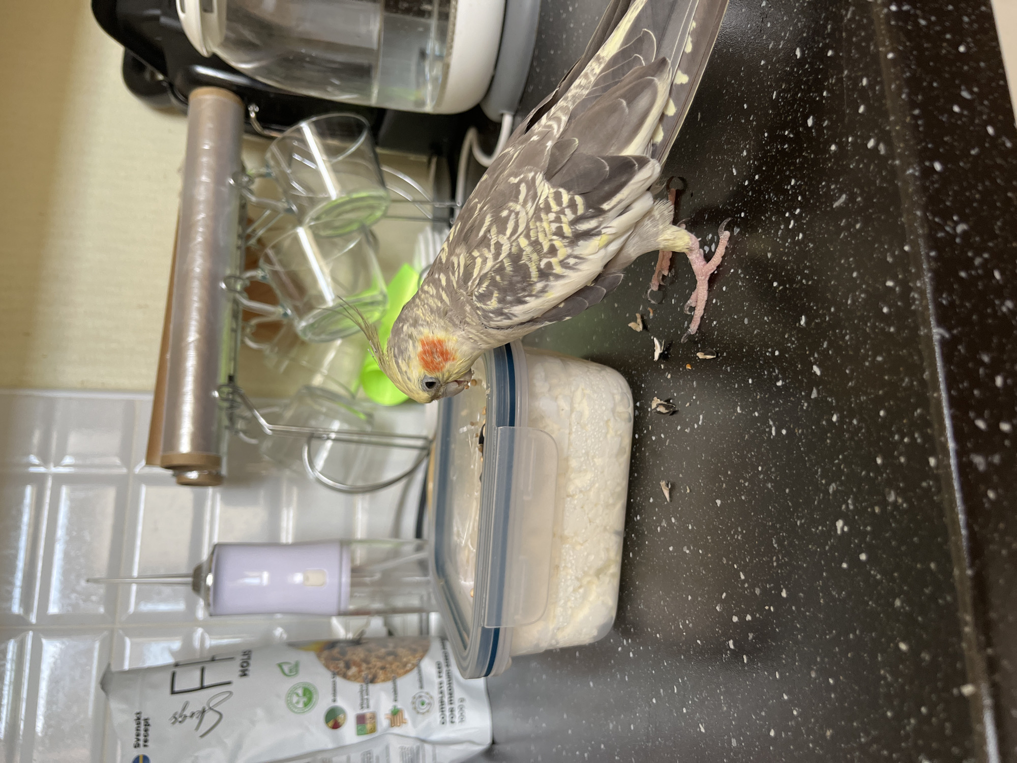A cockatiel is perched on a black speckled countertop, pecking at a white granular substance inside a clear plastic food container. The container is positioned to the left of the bird. Behind the bird and container, a roll of clear plastic wrap is mounted on a rack with several clear glass cups hanging from it. To the left of the plastic wrap, a white plastic bottle with a pointed nozzle is visible. Further to the left, a white bag with text in Swedish and English is partially visible. The background consists of white tiled walls. The scene appears to be a kitchen counter. There is no indication of the location being in Ivanteyevka, Russia.