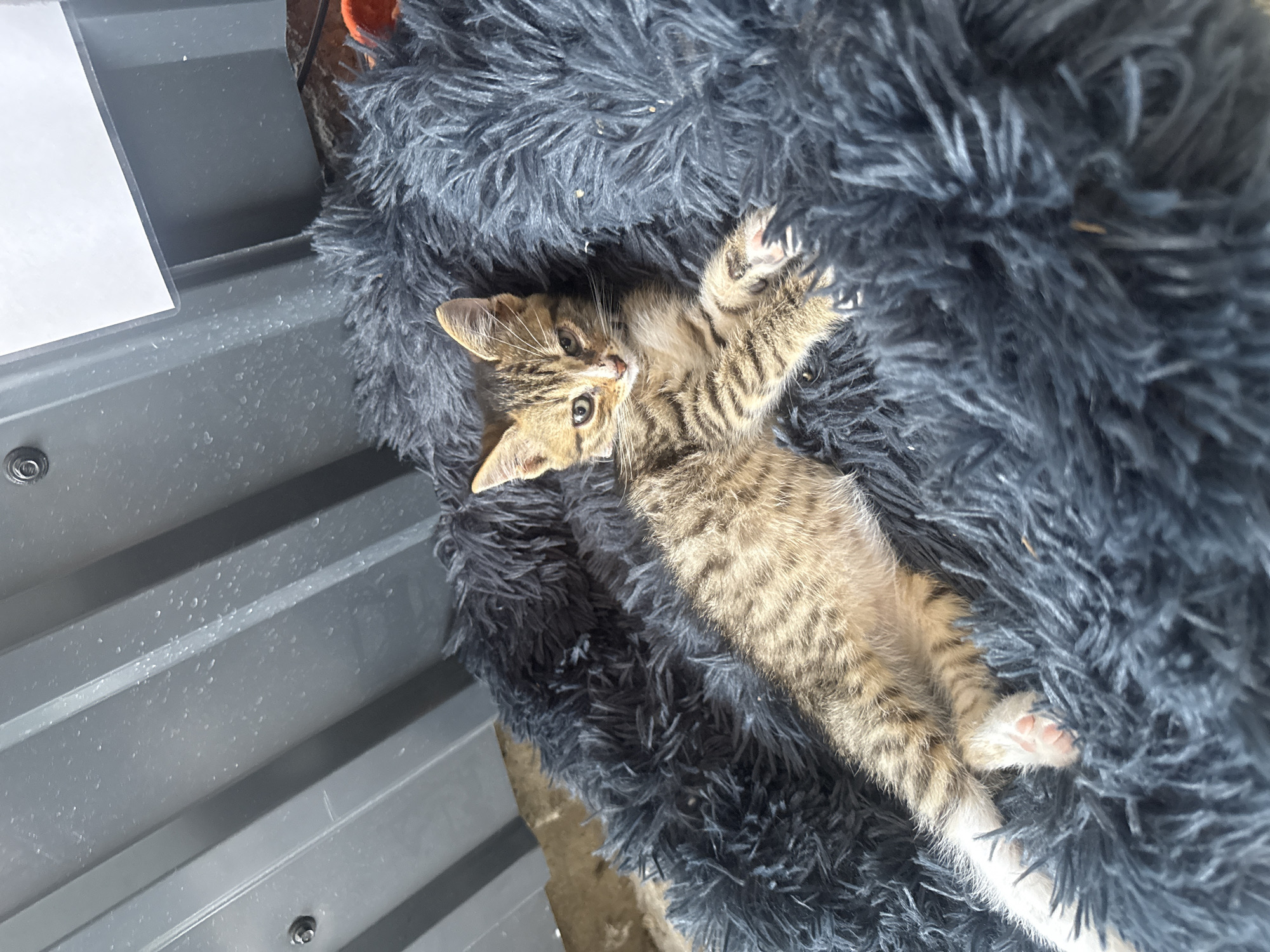 A kitten is lying on a fluffy, dark gray surface. The kitten is a tabby with stripes of brown and black on a lighter brown background. It is lying on its back with its paws up in the air, looking towards the camera. Its eyes are open and alert, and its expression appears curious.
The surface the kitten is lying on is very soft and textured, with long, shaggy fibers. Behind the kitten, part of a corrugated metal surface is visible. This surface is gray and appears to be outdoors or in a utilitarian area. There are some small white flecks on the metal surface, possibly dust or water droplets. A small part of an orange object is visible near the top right of the frame, partially obscured by the fluffy material.
The lighting suggests it is daytime, possibly outdoors due to the quality of light and the presence of the metal surface which could be part of a shed or outdoor furniture. The overall scene is casual and domestic, with the kitten appearing relaxed and playful in its environment.