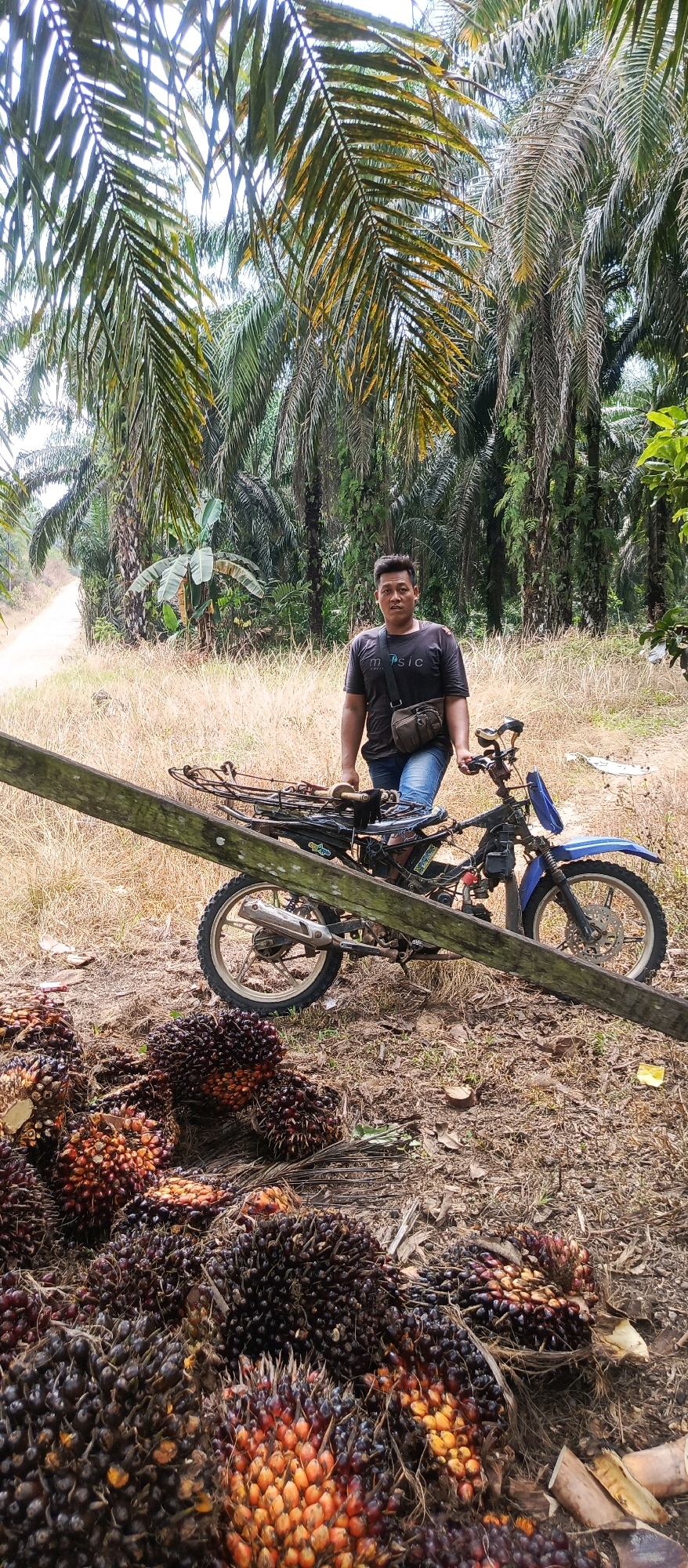 A person stands next to a motorcycle in a palm oil plantation. The person is wearing a dark t-shirt and blue jeans, with a bag slung across their shoulder. The motorcycle is parked on a dirt path. In the foreground, there are piles of harvested palm oil fruits. The background is filled with rows of palm trees, some of which have fallen fronds. The sky is visible through the palm fronds. The scene suggests a rural setting, likely a working plantation in Indonesia, given the presence of palm oil and the specific location provided.