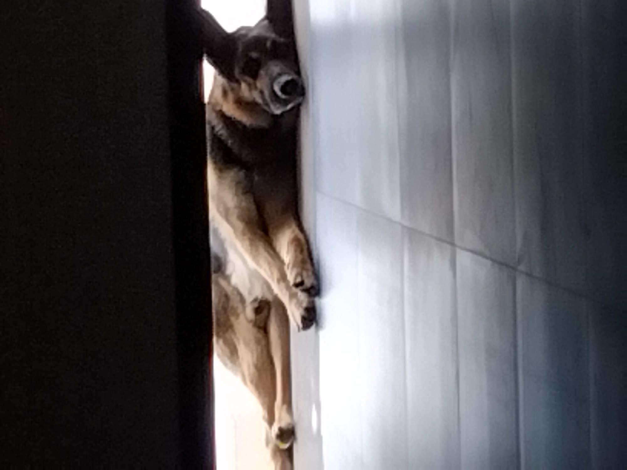 A dog is sleeping on its side, facing the camera. The dog is a German Shepherd, with tan and black fur. Its eyes are closed and its mouth is slightly open. The dog is lying on a tiled floor, which is light gray in color. Above the dog, there is a dark, blurred area, which appears to be an overhang or a piece of furniture. The lighting in the image is dim, and there are some shadows on the floor. The dog appears to be relaxed and comfortable.