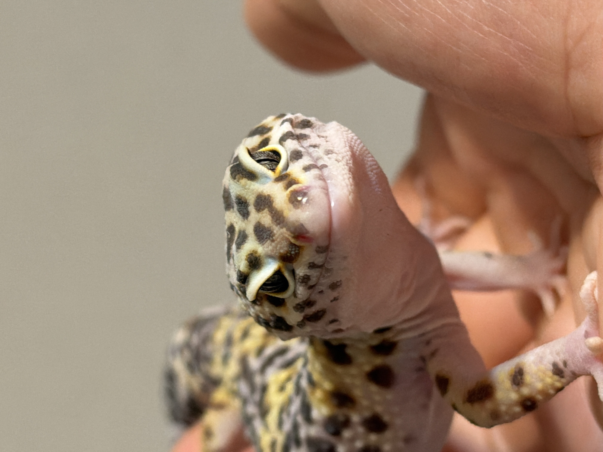 A close-up shot reveals a leopard gecko, exhibiting a color pattern of dark spots, yellow, and white. The gecko is being held in a person's hand. A light-colored wall serves as the background. The location of the photograph is not discernible from the image.