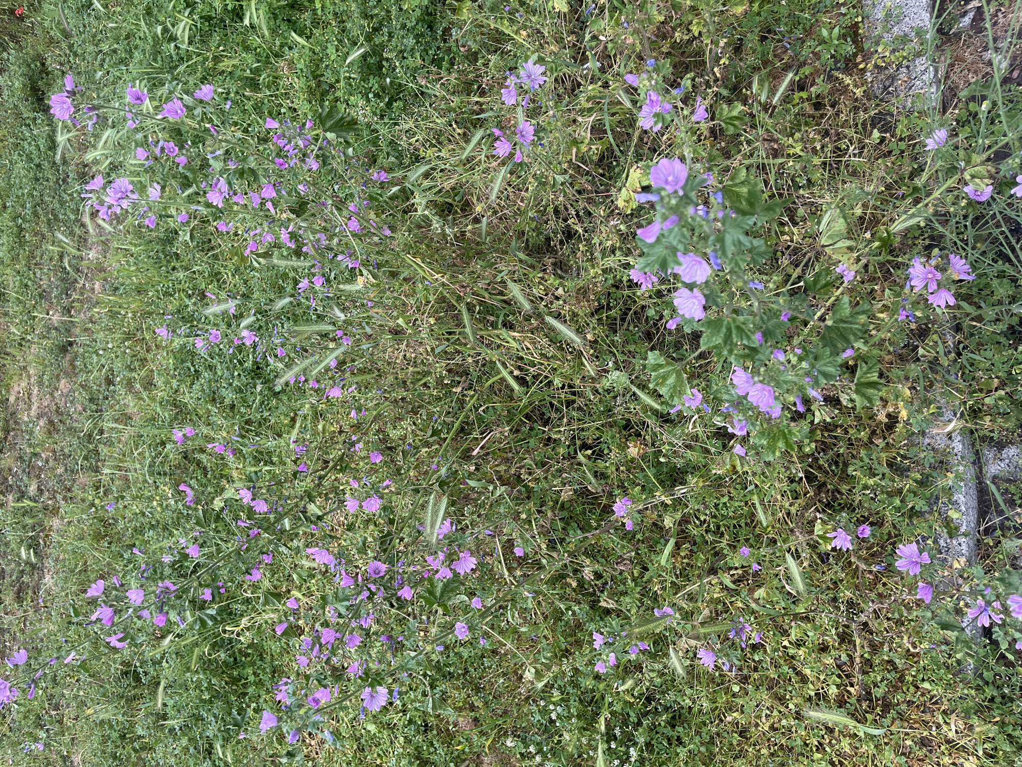 The image shows an overhead view of a patch of ground covered in vegetation in Plovdiv, Bulgaria. The dominant plants are grasses and small, flowering plants with light purple, five-petaled blossoms. The vegetation is dense, with varying shades of green and some brown patches of dry or dead plant matter. A narrow strip of bare earth is visible along the left edge of the frame. A concrete edge is also visible on the right edge of the frame. There are no people, animals, or obvious signs of human activity beyond the natural environment.