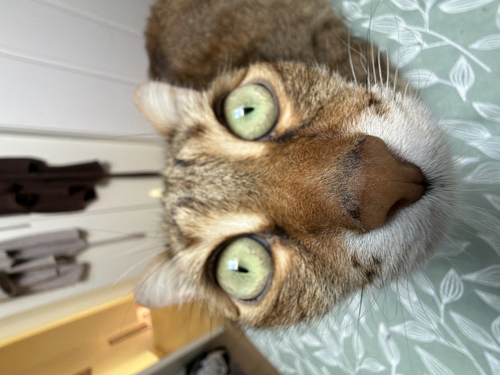 A close-up, somewhat rotated, shot of a brown tabby cat with striking green eyes. The cat has a brown nose and white fur around its mouth and chin. The cat is positioned on a surface with a green leaf pattern. In the blurred background, there are drawers and what appear to be various objects. The specific location in Milan, Italy cannot be determined from the image alone.