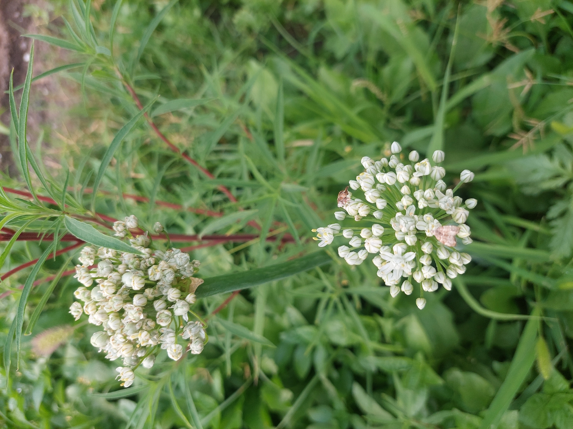 The image shows a close-up of two white flower heads of an allium plant, likely chives or a similar species, surrounded by green foliage. The flower heads are spherical clusters of small, bell-shaped white flowers, some of which have begun to open, revealing delicate white petals. One flower head is in the foreground to the left, and another, slightly larger one, is in the foreground to the right. A slender green stem connects the left flower head to the main stem of the plant, which runs diagonally across the image. Reddish stems are visible amongst the green leaves. The background is a blur of lush green vegetation, suggesting an outdoor, natural setting. There are a couple of small insects visible on the flower heads, one brown and possibly a spider, and another lighter-colored insect on the right flower head. The lighting appears soft and diffused, suggesting it might be overcast or early morning/late afternoon. There is no visible text in the image.