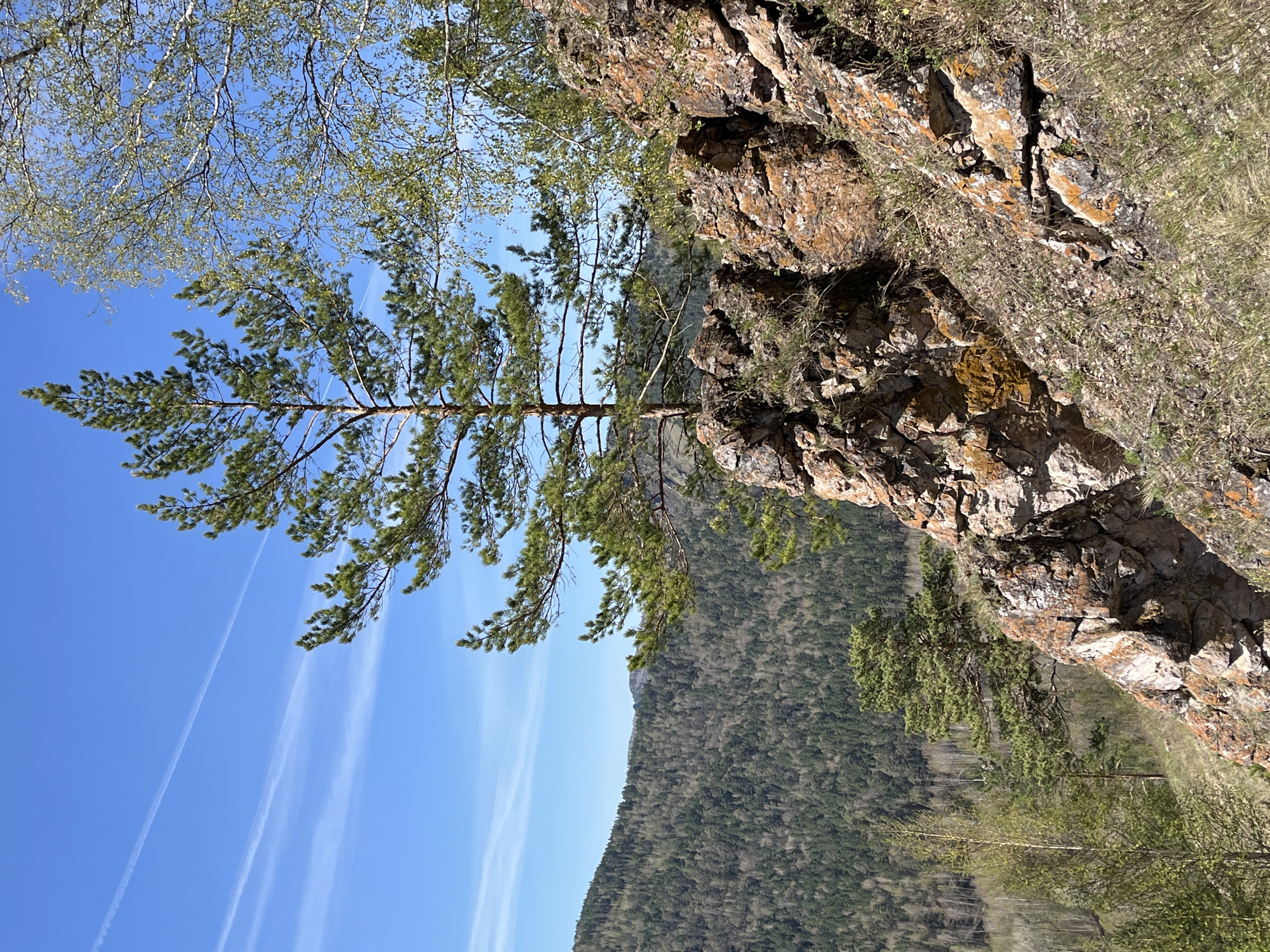 The image depicts a mountainous landscape in Krasnoyarsk, Russia. A rock cliff covered with patchy vegetation occupies the right side of the frame. A pine tree grows out from the cliff face. In the background is a mountain densely covered with trees. The sky is blue with white contrails. A few birch trees are visible in the upper-left corner.
