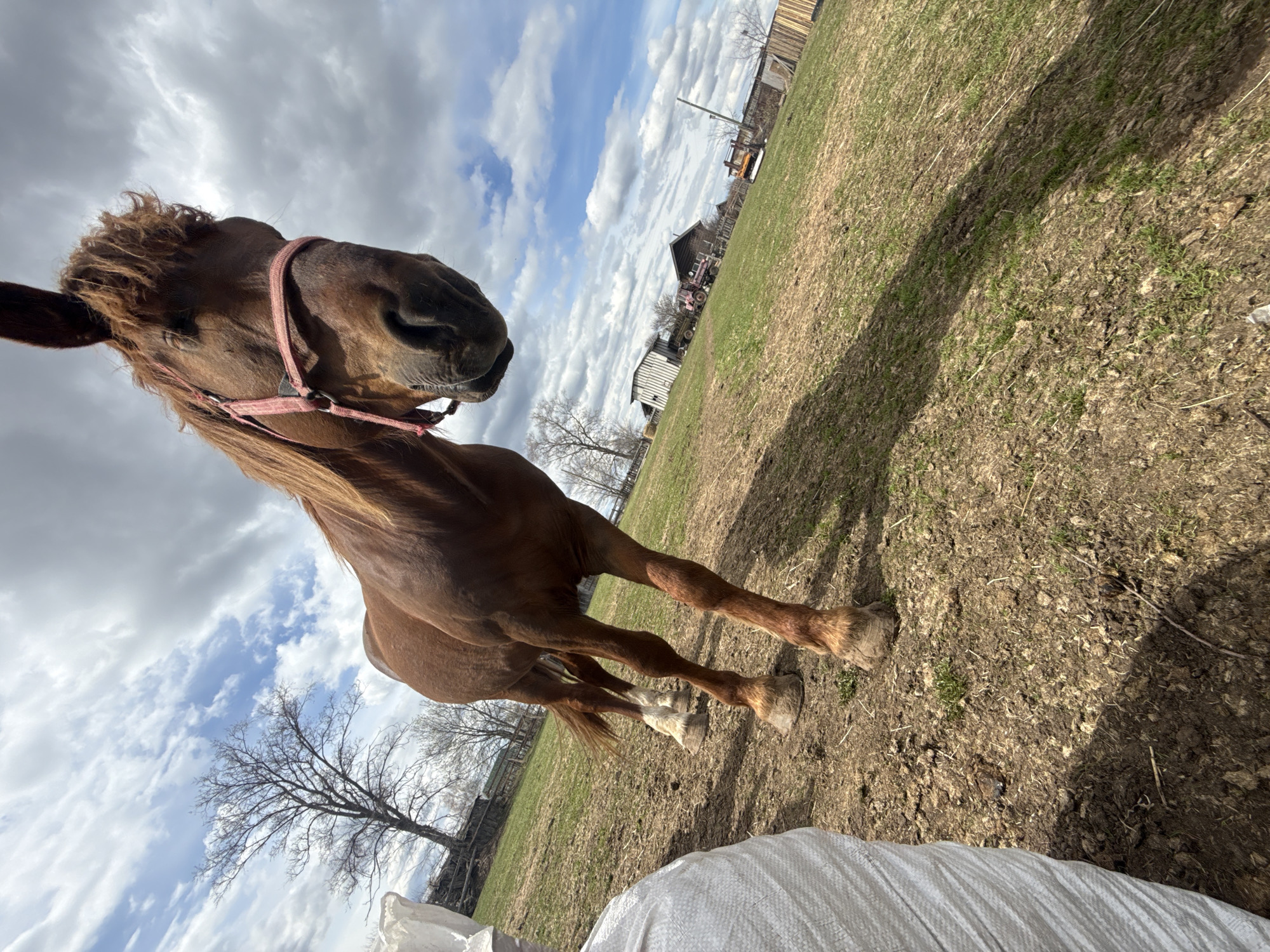 A brown horse wearing a pink halter stands in a grassy field. The ground is a mix of dirt and sparse green grass. In the background, there are wooden buildings, trees without leaves, and a cloudy sky. A white, possibly fabric, object is visible in the lower portion of the frame. The location is Кемуль, Russia.