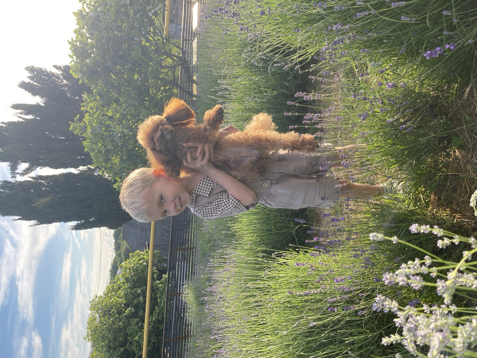 A young boy with blonde hair, wearing a checkered shirt and light-colored shorts, is standing in a field of lavender and green grass, holding a small brown poodle. The boy is looking towards the camera with a slight smile. The background shows trees, a fence, and a cloudy sky with the sun shining through. The image appears to be taken in Verkhneye Uchdere, Russia, likely during daylight hours given the lighting.