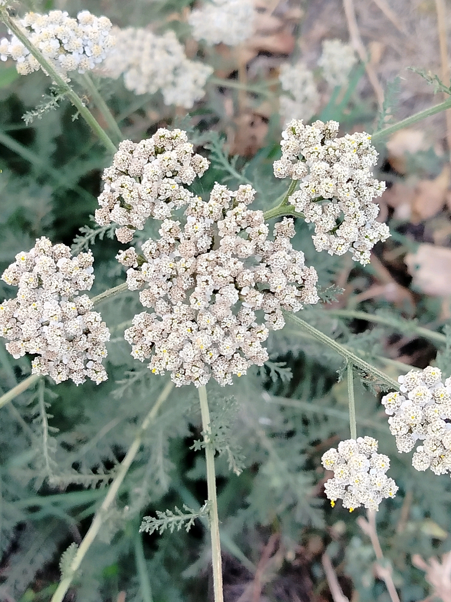 The image shows a close-up, high-angle shot of a cluster of small white flowers with yellow centers. The flowers are arranged in dense, umbrella-shaped inflorescences on thin green stems. The foliage surrounding the flowers is feathery and grey-green. The background is blurred, with hints of dry leaves and other vegetation. There are no people or animals visible in the image. The scene appears to be an outdoor natural environment. The image does not contain any specific visual cues that would indicate its location within the city of Көлкент, Kazakhstan.