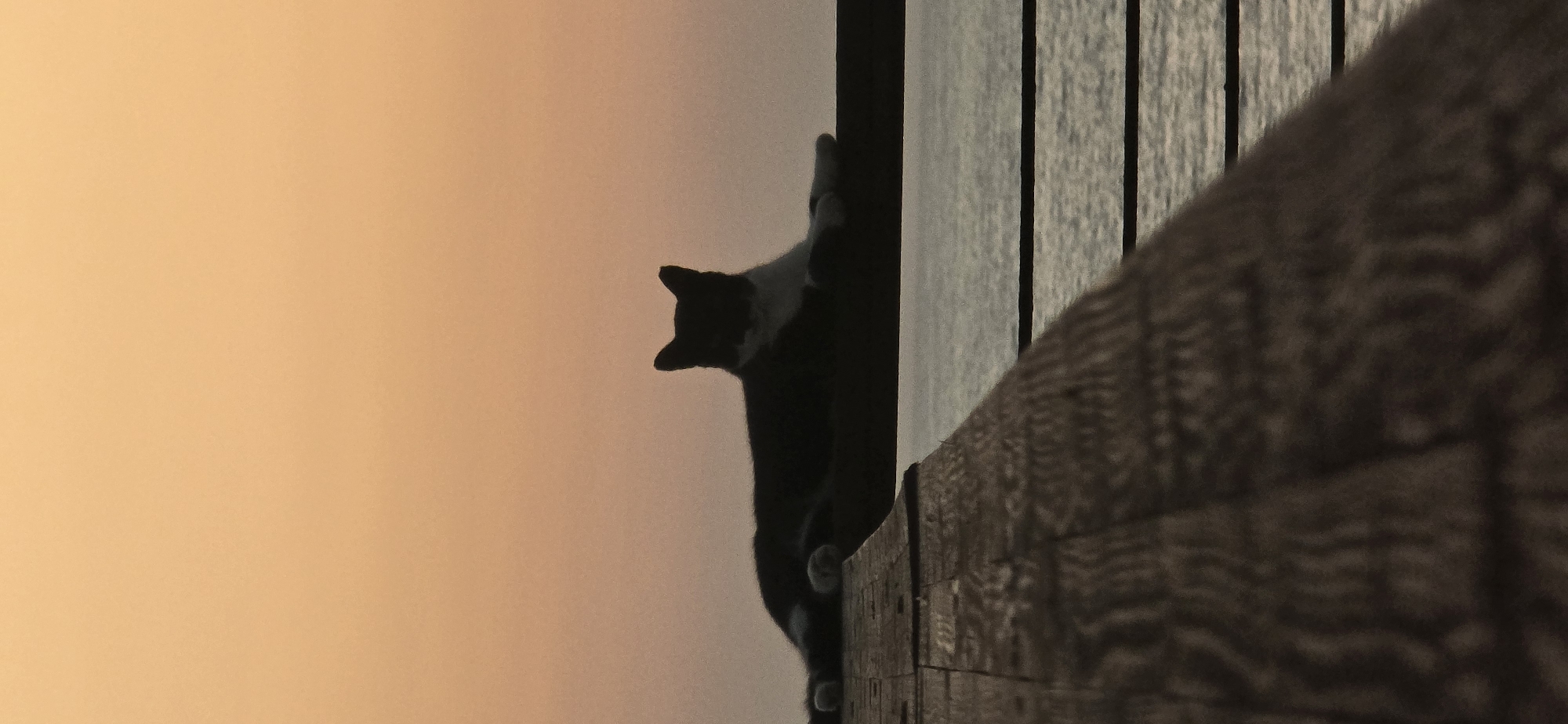 A black and white cat is silhouetted on a wooden railing overlooking the sea at sunset in Bat Yam, Israel. The sky is a gradient of orange and yellow. The cat is lying down, facing to the right, with its paws tucked underneath. The sea is calm with gentle waves. In the foreground, there is a wooden walkway with a textured surface. The image captures a serene moment of a cat enjoying the view.