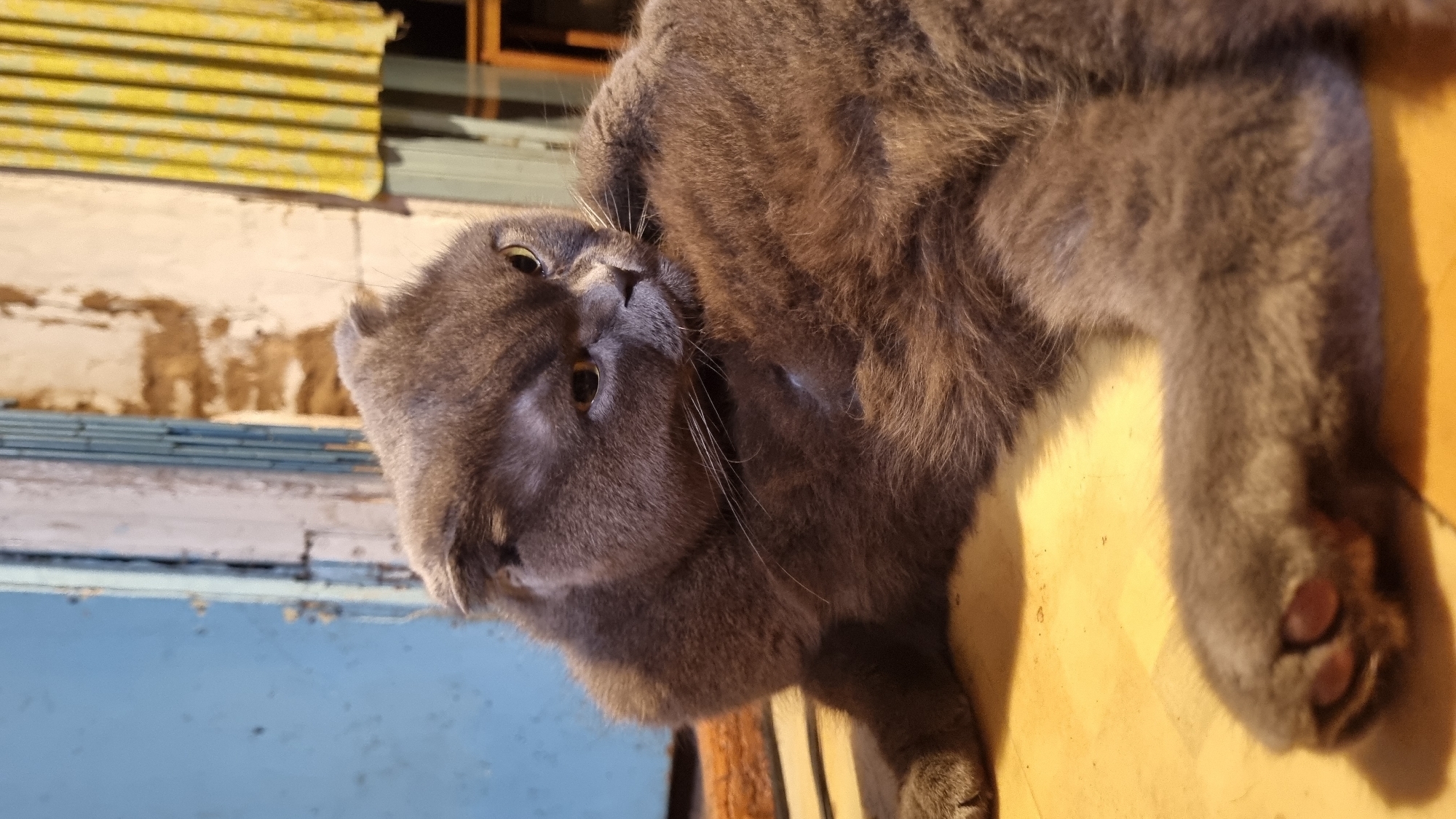 A fluffy, gray Scottish Fold cat is lying on a light-colored wooden surface in the city of Vysokoe, Russia. The cat is positioned to the left of the frame, with its head turned towards the right, and its body partially curled. Its eyes are visible, and it appears to be grooming itself. In the background, there is a blue-painted door or wall on the left, and a beige-colored wall with some textured elements on the right, possibly plaster or brick. Yellow curtains are visible in the upper right portion of the background. The lighting suggests an indoor setting, possibly a home.