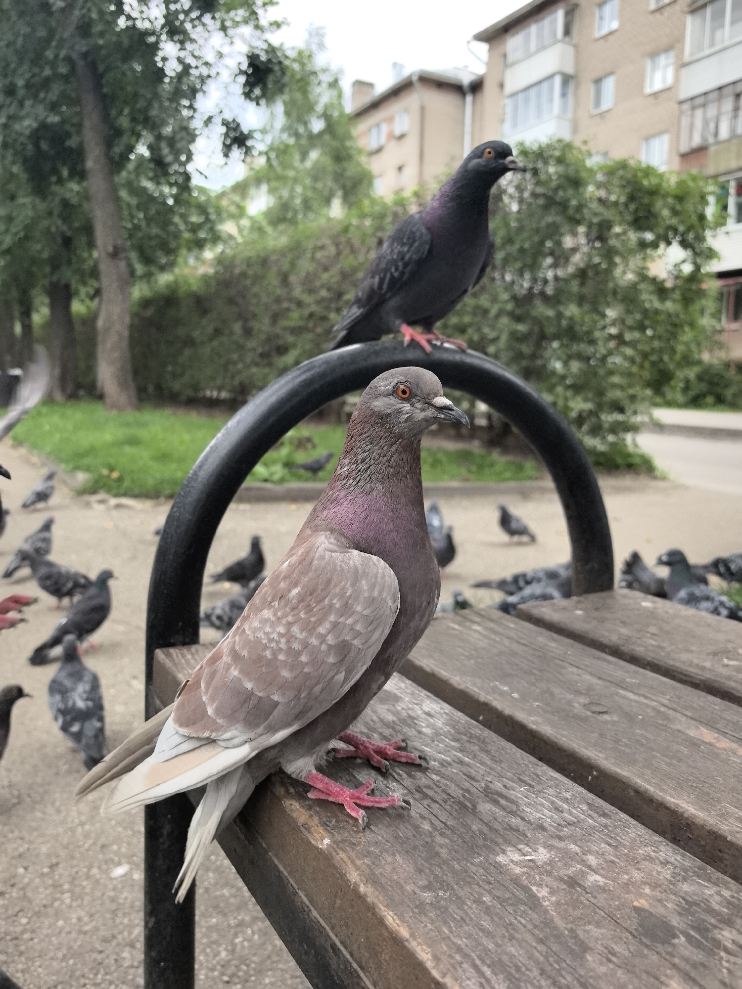 This is a close-up, eye-level shot of pigeons on a wooden bench in an urban park in Perm, Russia. In the foreground, a pigeon with a grey body and a pinkish iridescent neck is perched on the bench, facing left. Its claws are a vibrant pink. Behind it, another pigeon, predominantly black, stands on a curved black metal railing. In the background, out-of-focus trees and buildings suggest a city setting. The ground appears to be a mix of paved walkway and grass. Several other pigeons are visible scattered in the background, some on the ground, and some on the railing. The lighting is overcast, indicating a cloudy day.