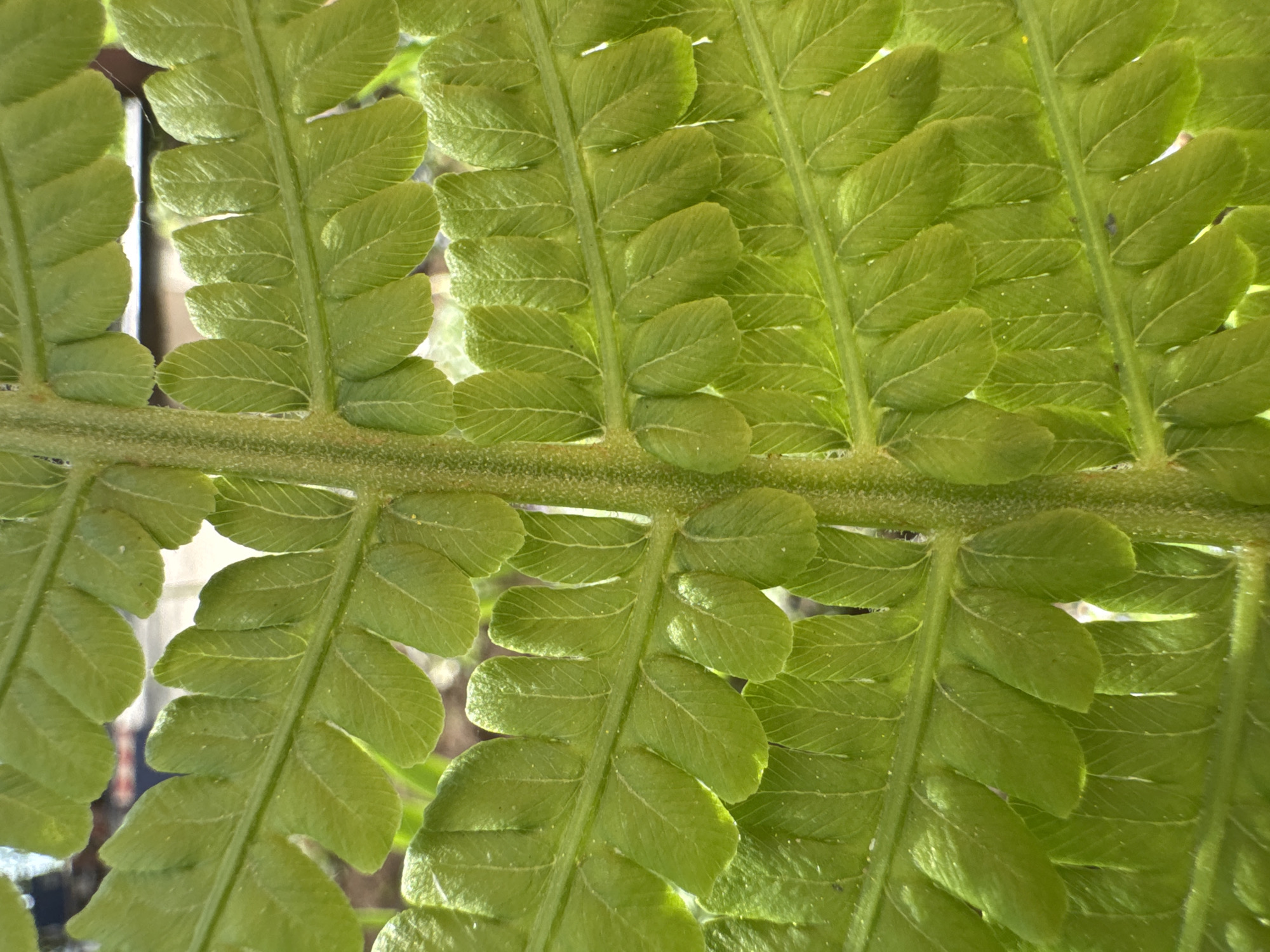 The image shows a close-up of a fern leaf. The central stem is visible, with leaflets branching off on either side. The leaflets are green and have a slightly lobed shape. The background is blurred. There is no evidence to indicate that the image was taken in Chaikovsky, Russia. There is no evidence of people, subjects, objects, actions, interactions, or any other environmental indications of a city, or any specific location.