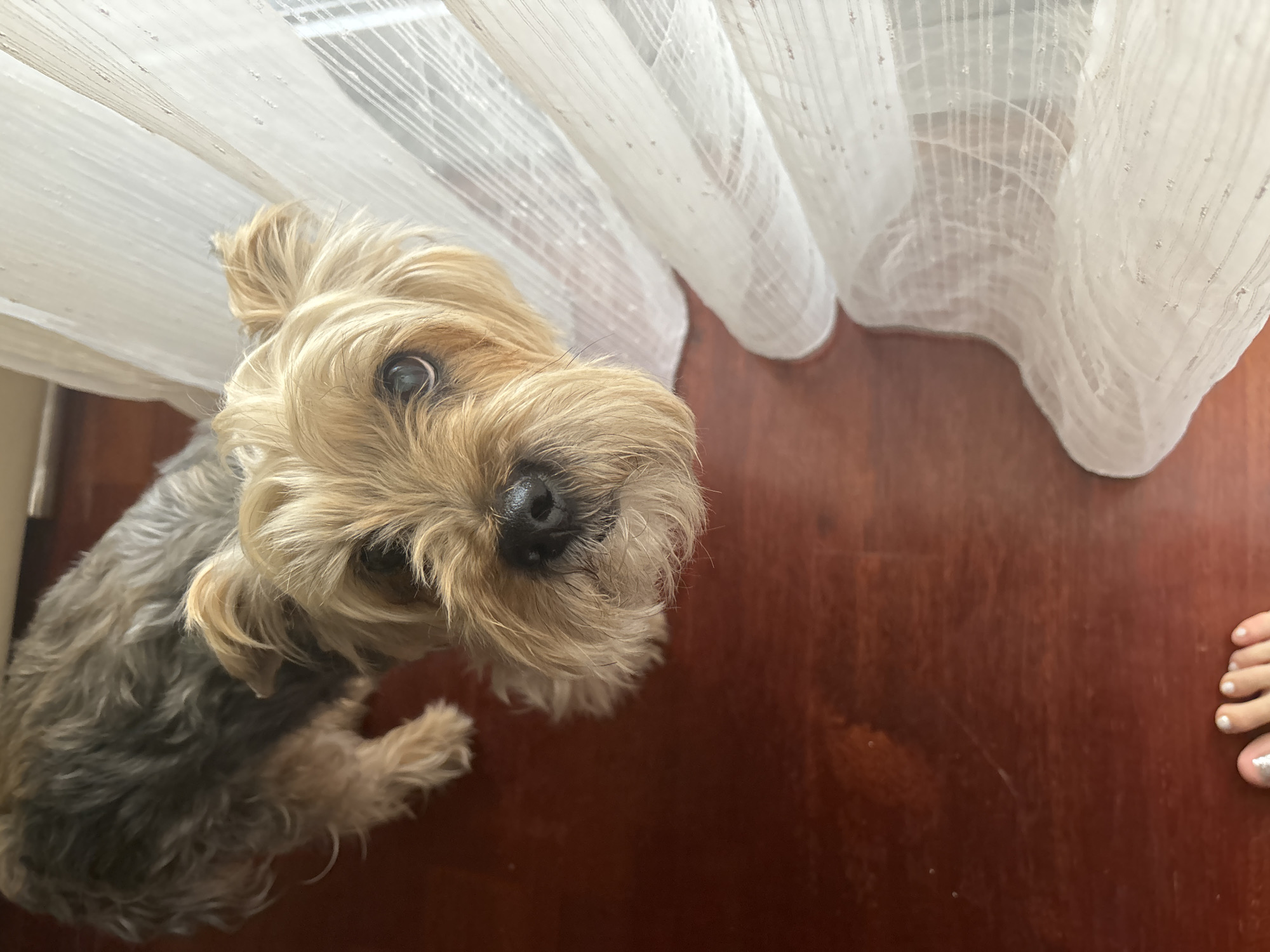 A small Yorkshire Terrier dog with tan and gray fur is looking up at the camera. The dog is positioned to the left side of the image, with a tan curtain hanging behind it. The dog is standing on a reddish-brown wooden floor. A foot is visible in the bottom right corner of the image. The location is indeterminate.