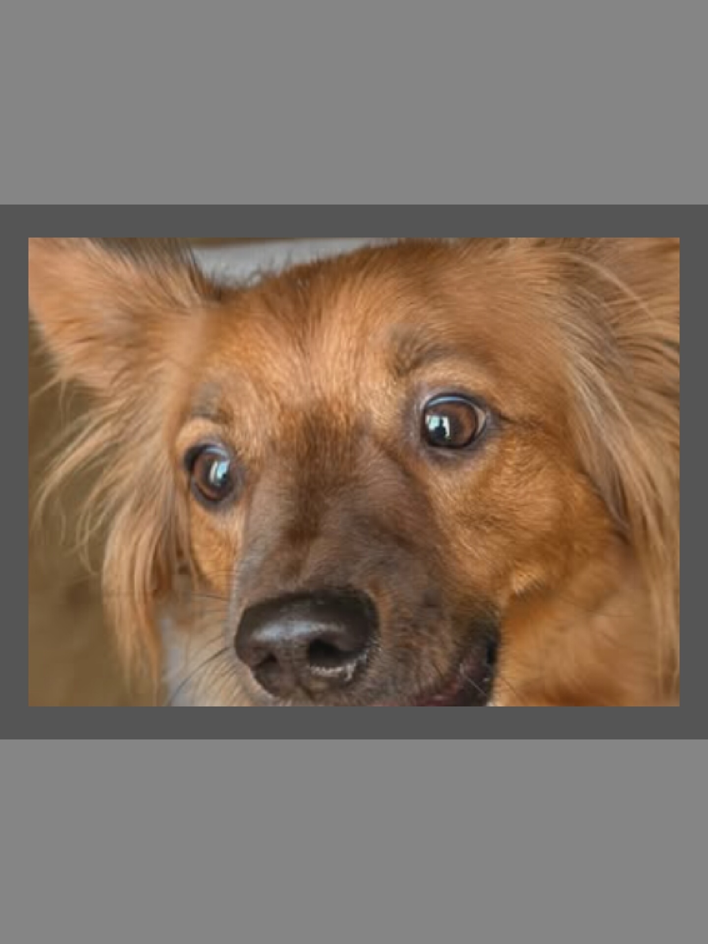A medium shot of a dog's face is shown, filling most of the frame. The dog has light brown fur, prominent ears that flare outwards, and large, expressive eyes. Its nose is dark brown and wet. The dog's gaze is directed slightly upwards and to the right, with its mouth slightly open, revealing a hint of its tongue. The lighting creates highlights on its fur and eyes, giving it a soft appearance. The background is blurred and appears to be an indoor setting with neutral tones.