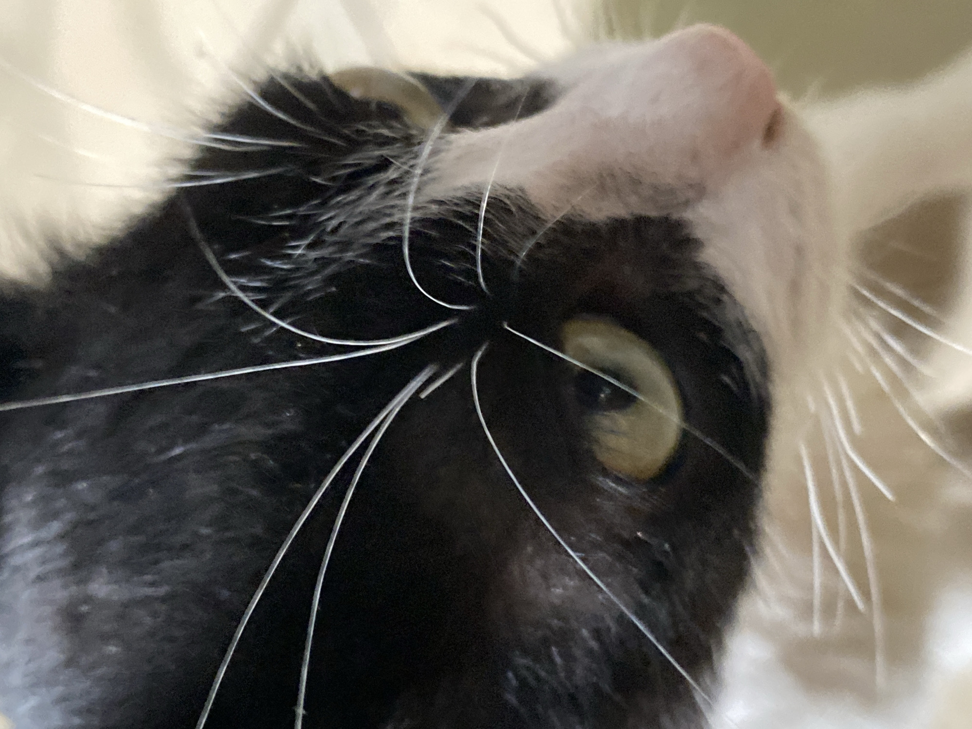 Close-up, low-angle shot of a black and white cat's face. The cat is looking upwards, with its nose and chin at the top of the frame. Its whiskers are prominent, radiating outwards. One yellow-green eye is visible, slightly out of focus. The image does not provide sufficient information to determine the location in Tinaquillo, Venezuela.