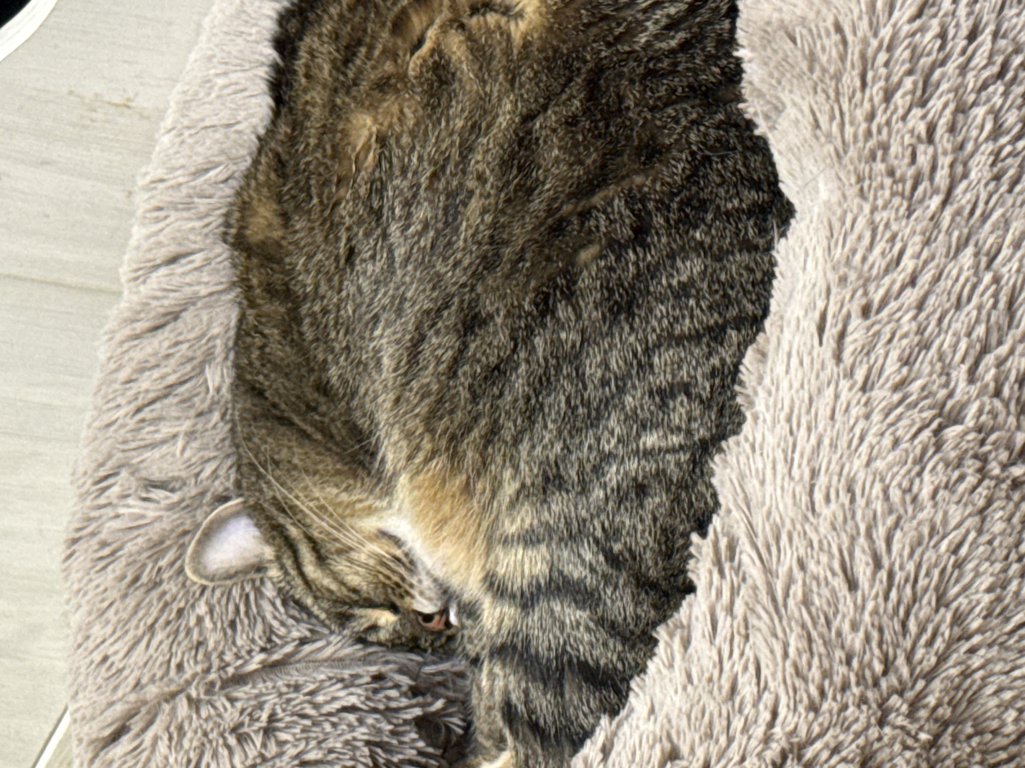 A tabby cat is curled up asleep on a fluffy, light brown pet bed. The cat's fur has stripes of brown, black, and tan. Its eyes are closed, and its nose is pink. The pet bed is soft and appears to be made of faux fur. The background is a blurry, light-colored surface, possibly a floor. There is no indication of the cat's location in Simferopol, Ukraine.