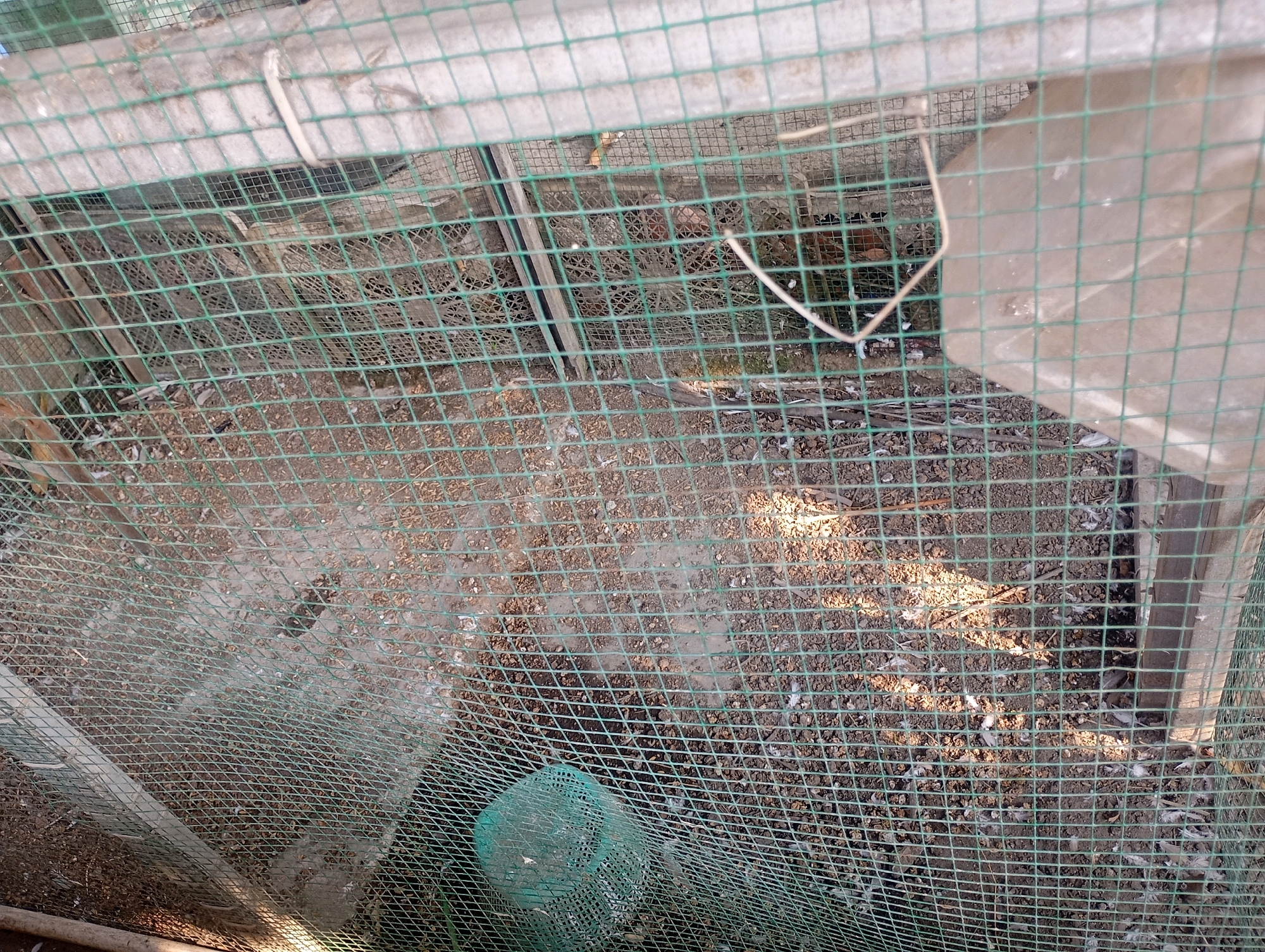The image depicts a bird enclosure, likely a coop, viewed from an exterior angle through a green mesh fence. The enclosure's floor is covered with dirt, debris, and scattered feathers, indicating the presence of birds. In the background, a shadowy figure, possibly a bird, is partially visible. A light-colored plastic container or feeding trough is positioned on the right side of the enclosure, partially obscured by the mesh. A green, cylindrical object, potentially a water dispenser or feeder, is situated in the lower left portion of the enclosure. The overall impression is one of a functional, outdoor bird housing area within the urban environment of Babelan, Indonesia.
