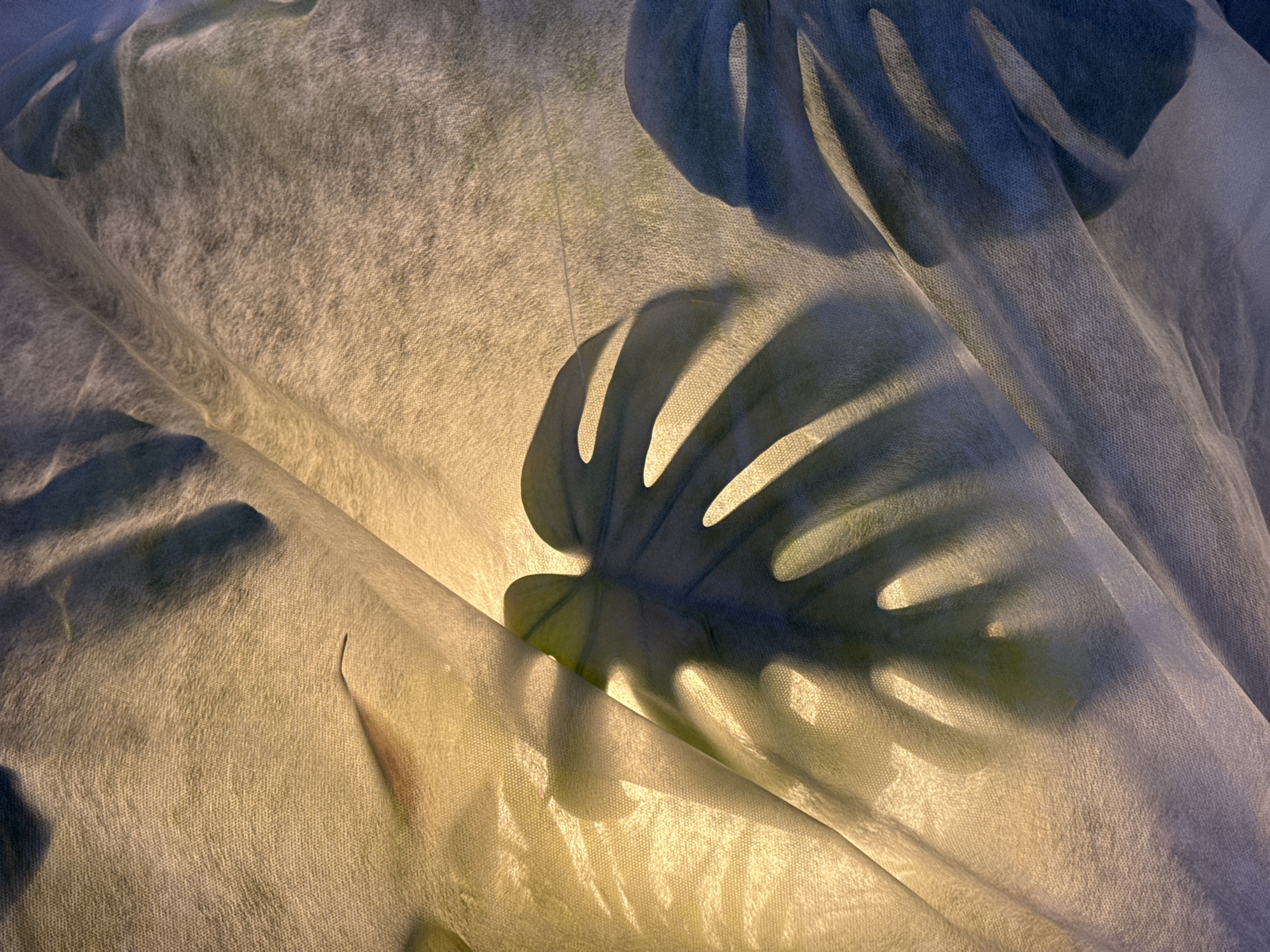 The image shows a white, possibly translucent cloth draped over what appears to be a plant with large, lobed leaves. The shadows of the leaves are clearly visible through the cloth, suggesting a light source is positioned behind or above the plant. The scene does not feature any readily identifiable landmarks or clues that would place it specifically in Moscow, Russia, or any other city. The cloth appears to be textured. The light source seems warm, casting a yellowish hue on portions of the fabric.