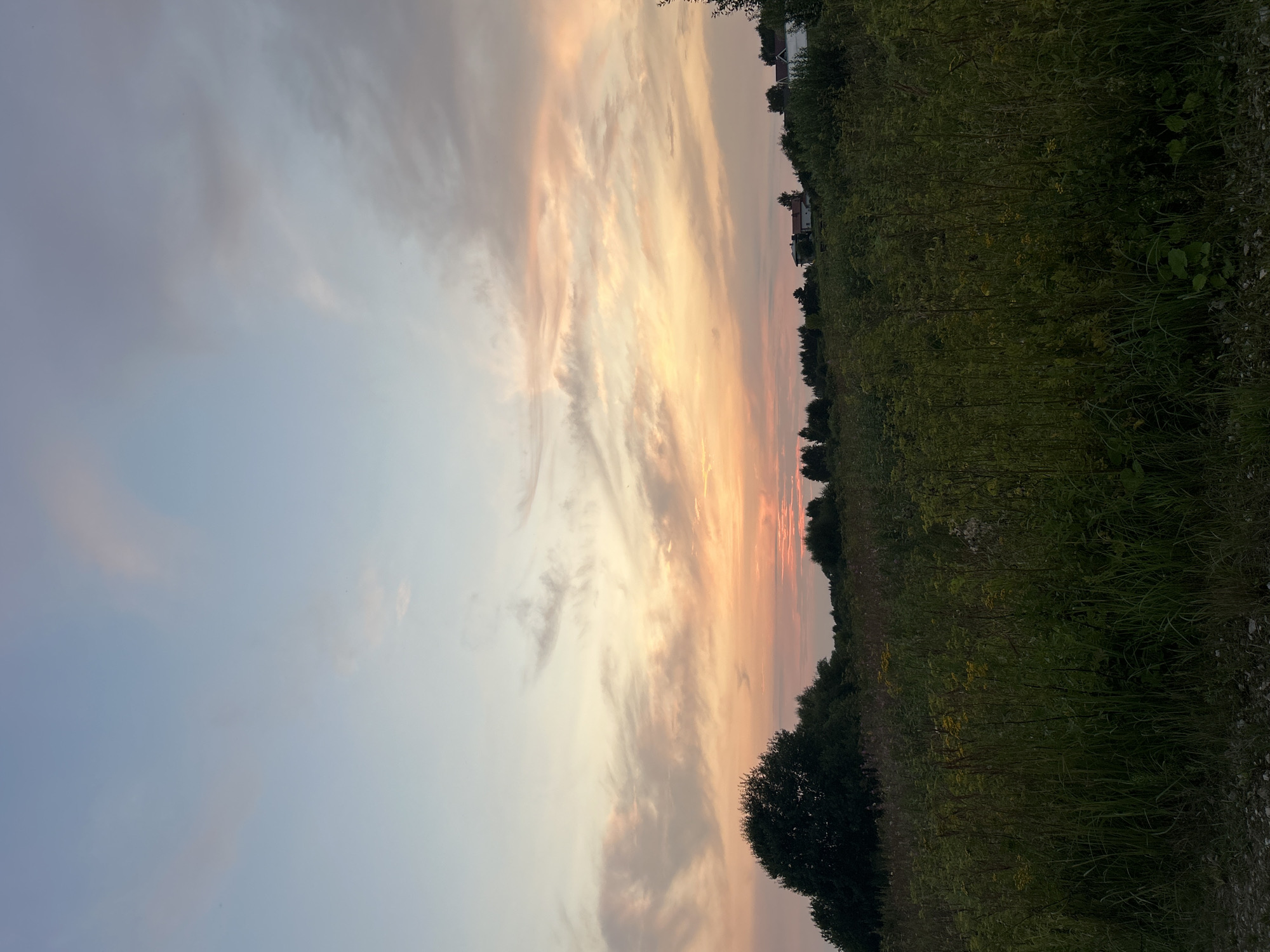 The image captures a serene landscape at dusk. The sky is painted with soft hues of pink, orange, and pale blue, with wispy clouds streaking across the horizon. In the foreground, a field of tall grass and wildflowers stretches out, a mix of greens and yellows. A large, dark green tree stands to the left, its silhouette prominent against the colorful sky. In the middle ground, a line of trees forms a natural barrier, beyond which several houses with white and red roofs are visible, nestled on a gentle slope. The overall scene evokes a peaceful rural or suburban setting, possibly in the city of Kalitsino, Russia, given the context provided. The lighting suggests the sun is setting or has just set, casting a warm glow over the environment. There are no people or animals visible in the frame, and the scene is static and undisturbed.