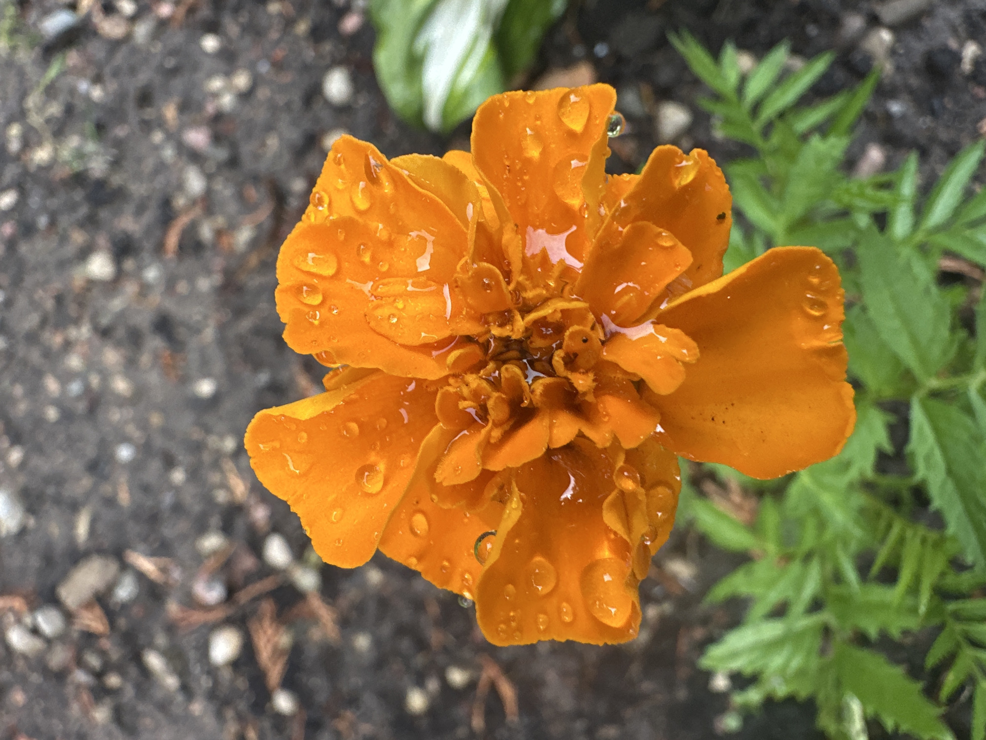 An orange marigold flower, covered in water droplets, is in focus against a blurred background of dark soil and green foliage. The setting is likely an outdoor garden or park.