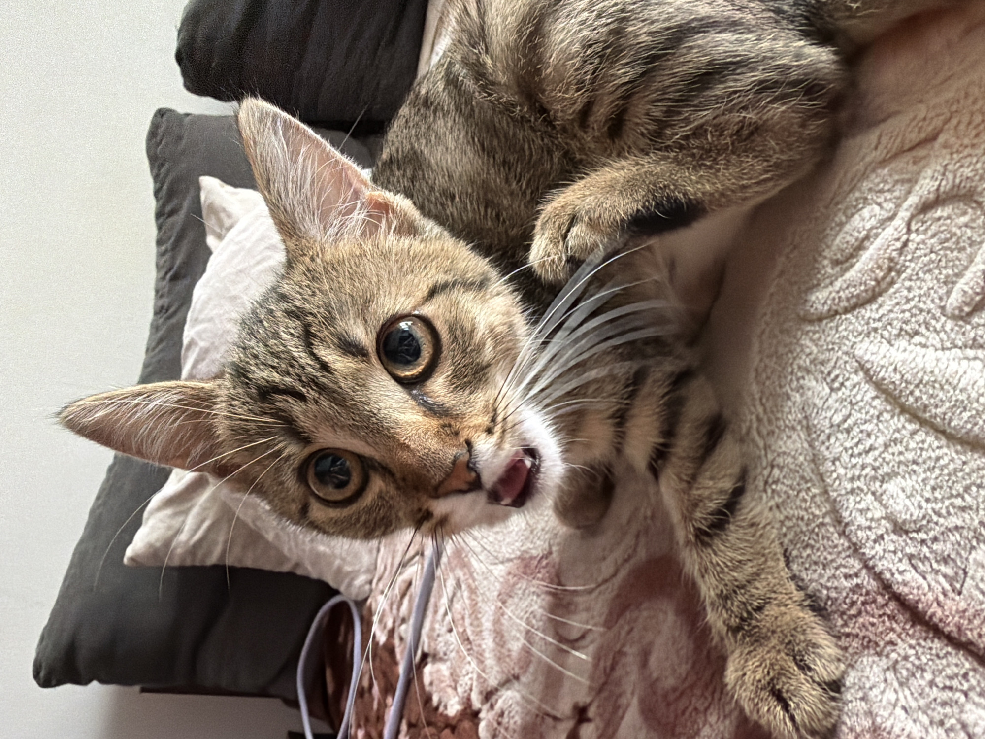 A tabby kitten with large, round eyes and an open mouth is lying on a textured blanket. The kitten's paws are visible, with one resting near its head. Behind the kitten, there are several pillows, one dark gray, another lighter gray, and a cream-colored one. A purple cord or wire is draped across the blanket to the left of the kitten. The background appears to be a wall. The lighting suggests an indoor setting, possibly a bedroom or living room. There are no discernible human figures or specific city landmarks.