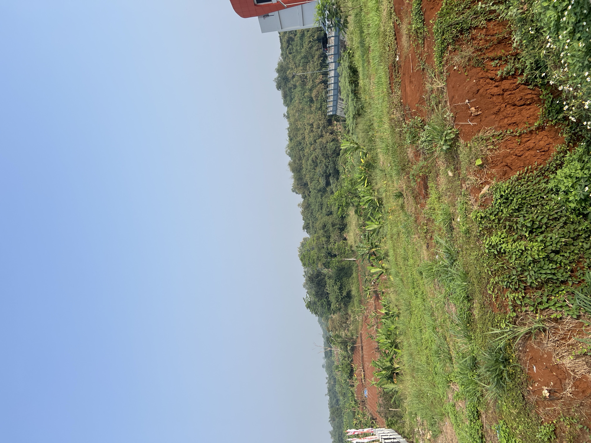 The image depicts an outdoor scene in Cibinong, Indonesia, featuring a sloped landscape with a mix of vegetation and construction elements. In the foreground, the ground is covered in green grass and various plants, with areas of exposed reddish-brown soil, particularly along a downward slope on the right.
In the middle ground, there are agricultural fields, likely taro or banana plantations, with distinct rows of plants. Further into the landscape, a dense forest of trees covers the rolling hills.
On the right side of the image, a modern building with a red and white facade is partially visible, suggesting a developed area within or adjacent to the natural landscape. A pedestrian bridge with a railing spans across a lower section of the terrain, with cars visible on it, indicating it's a functional thoroughfare.
On the left side of the image, a white structure, possibly a fence or railing, with flags attached, is present. The sky is clear and blue, with a light haze, suggesting it is daytime. The overall impression is one of a developing area where natural landscapes coexist with infrastructure and modern buildings.