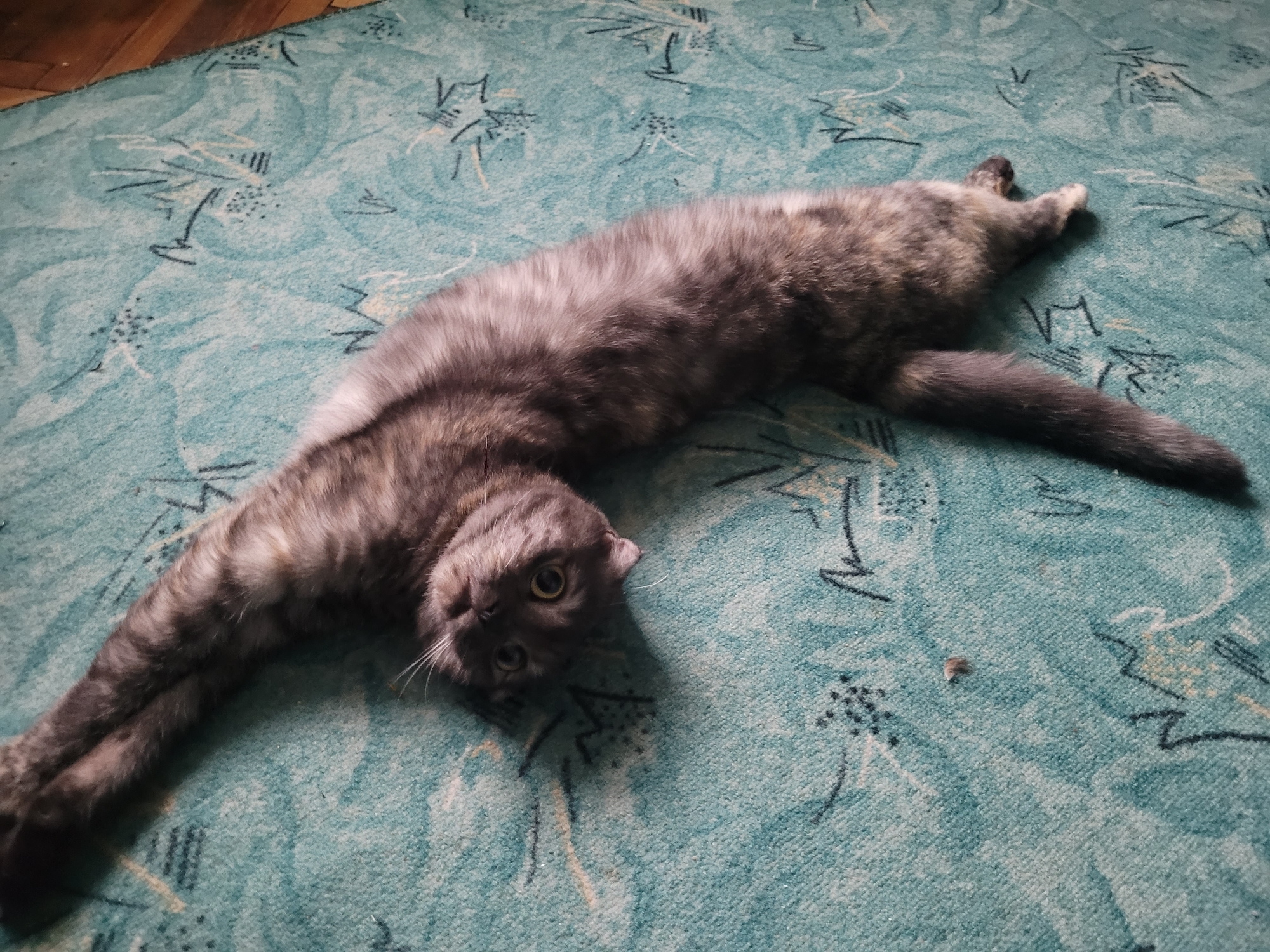 A grey and white Scottish Fold cat lies on its back on a teal rug with abstract patterns. The cat is stretched out, with its head near the bottom of the frame and its tail extending towards the upper right corner. The rug is on a wooden floor.
The location is not evident in the image.