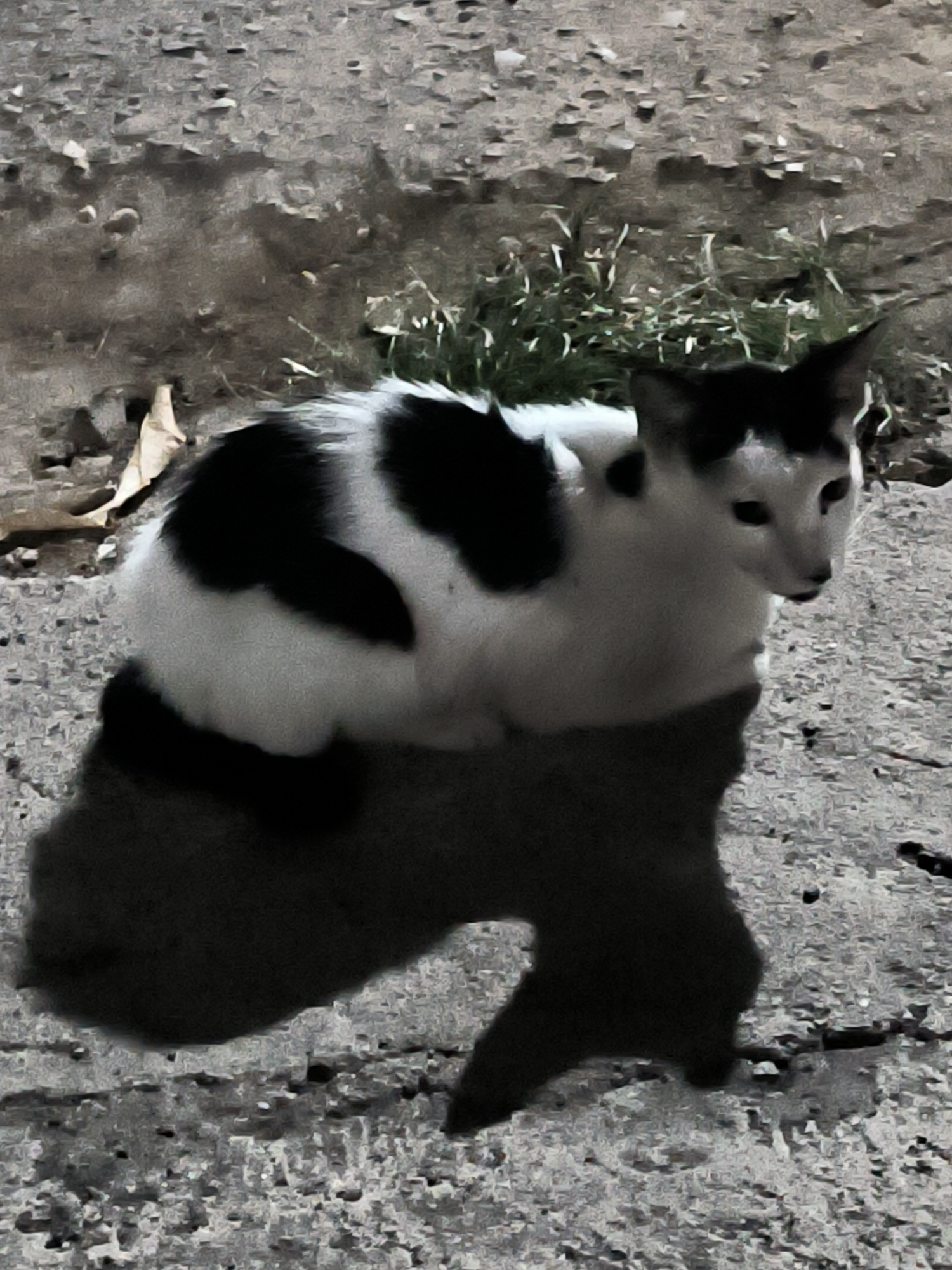 A black and white cat sits on a concrete surface. The cat is mostly white with black patches on its back and head. There is some greenery behind the cat. The scene is likely outdoors. The city of Lhokseumawe, Indonesia, is not discernible from the visual information provided. The actions and interactions are limited, with the cat simply sitting. No people are visible.