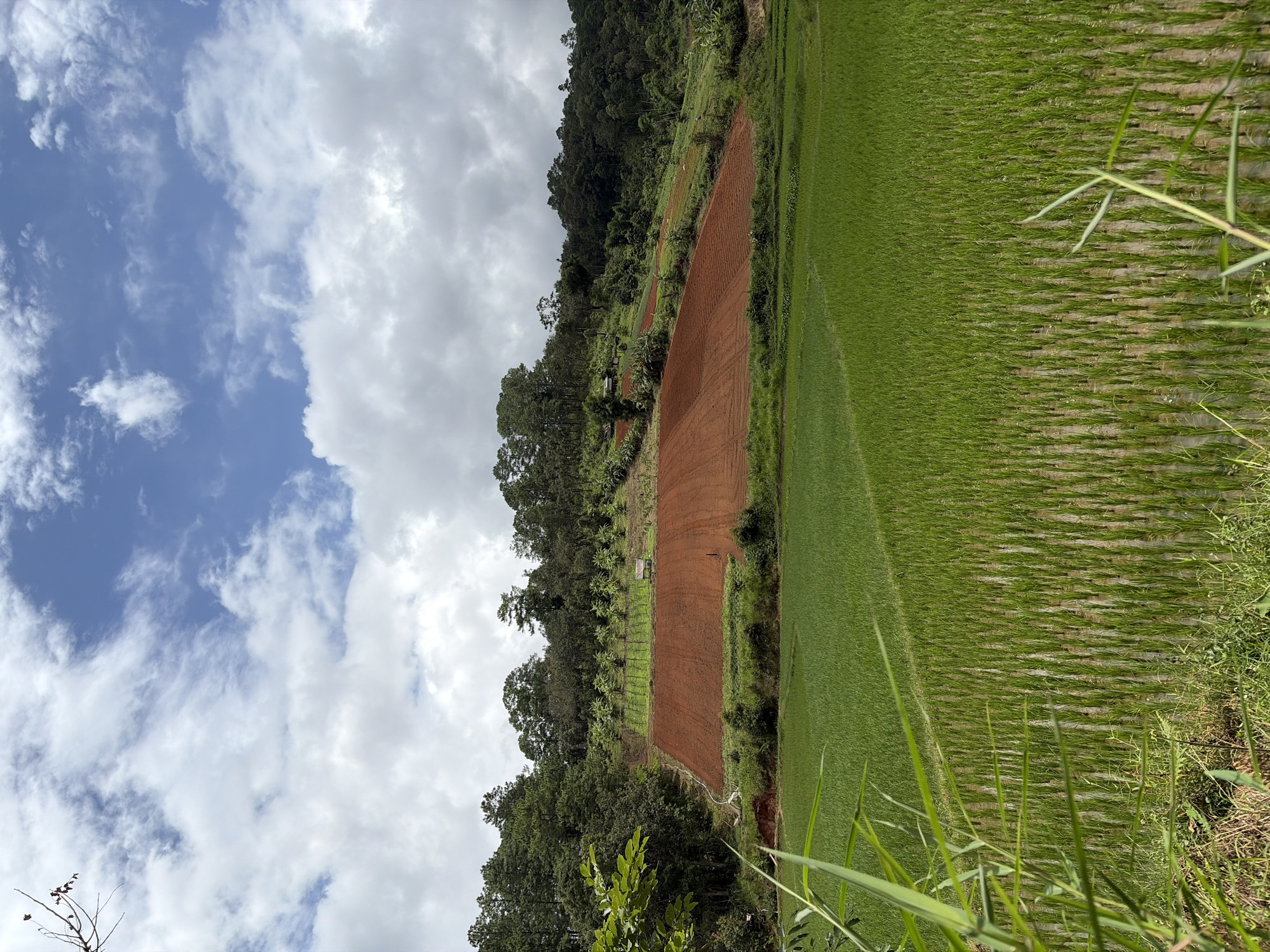 A vertical shot captures a verdant landscape on a cloudy day, likely in Mae Win, Thailand. In the foreground, a lush green rice paddy stretches across the frame, its young shoots standing in neat rows amidst shallow water. Beyond the paddy, a gently sloping hillside dominates the midground, featuring a large patch of freshly tilled, reddish-brown soil. Small, orderly rows of young trees are visible above the tilled area, interspersed with vegetation. A tiny, simple structure, resembling a small shack or shelter, sits nestled on the hillside. The background is a dense tapestry of green trees, with taller pines on the far slopes. The sky above is a dramatic mix of blue patches and billowy white and grey clouds, suggesting dynamic weather. The scene evokes a sense of rural tranquility and agricultural activity.