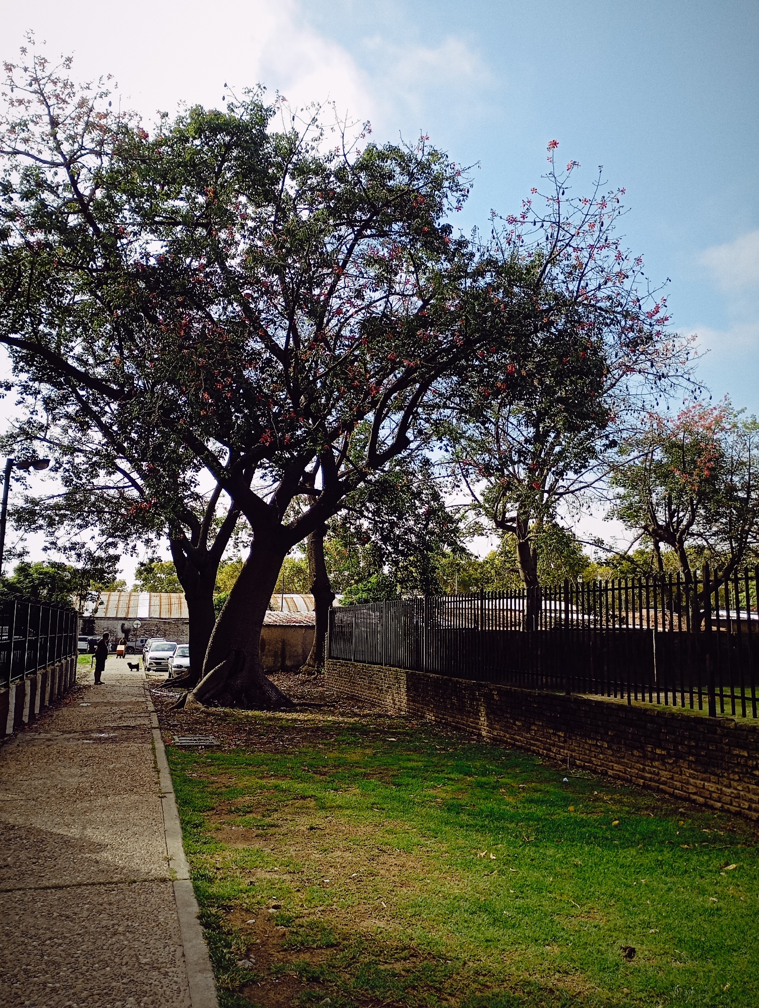 The image depicts an outdoor scene in Buenos Aires, Argentina. A large tree with red flowers dominates the left side of the frame. A person walking a dog is visible on a sidewalk alongside the street. Several cars are parked nearby. A brick and wrought-iron fence runs along the right side, separating the sidewalk from a grassy area. The sky is blue with scattered clouds.