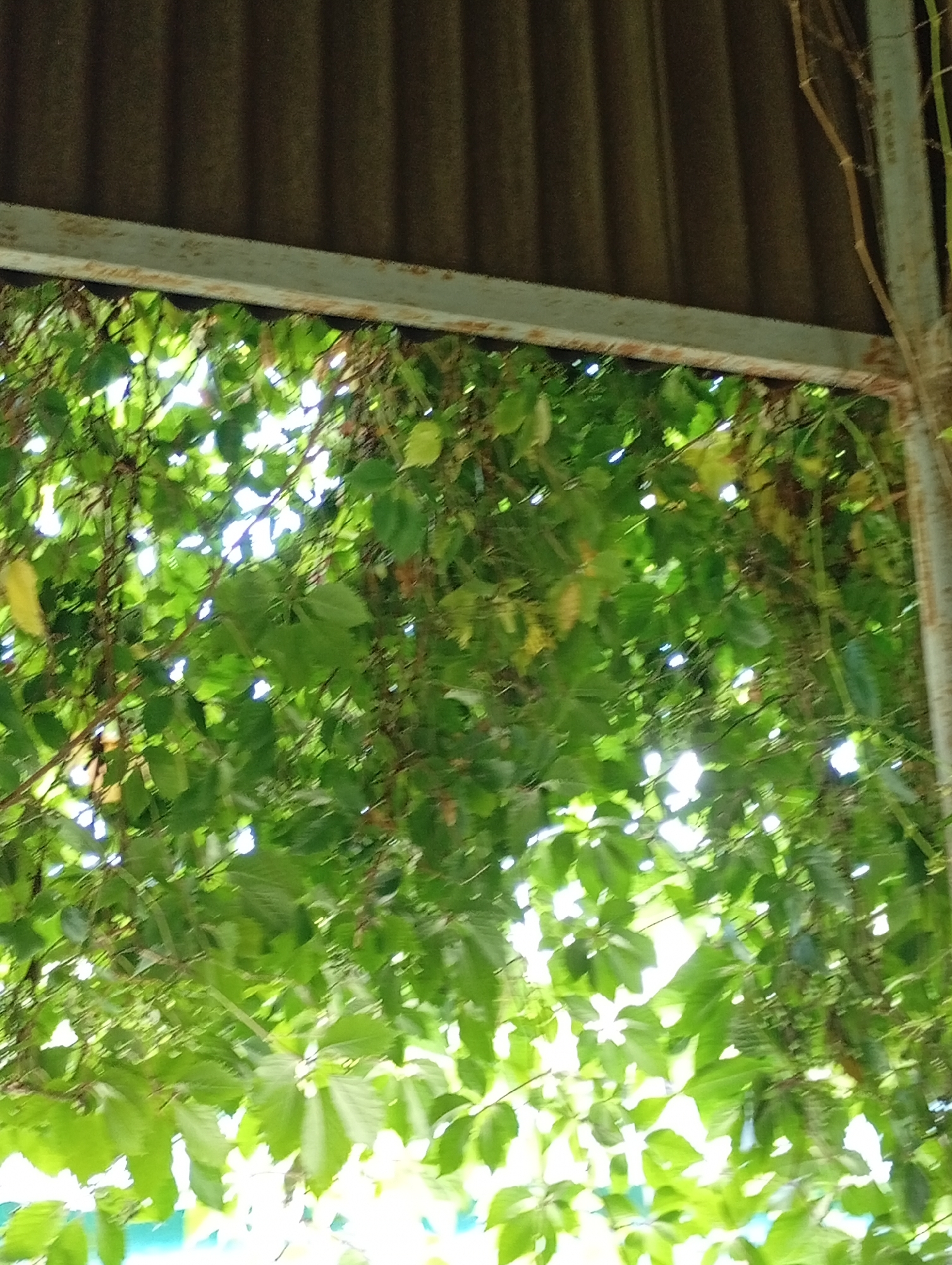 An overcast, slightly blurry outdoor shot captures a dense canopy of vibrant green leaves, interspersed with some lighter, yellowish leaves. The leaves are illuminated from behind by bright sunlight, creating a dappled effect and some overexposed areas. Thin, brown vines are visible, weaving through the foliage. At the top of the image, a corrugated metal roof, dark brown in color, is visible, partially obscuring the sky. A rusty, light-colored metal beam runs horizontally across the lower edge of the roof, separating it from the foliage. To the right, a portion of a weathered, grey metal pole is present, with thin, dry vines clinging to it. The scene appears to be an outdoor area, possibly a garden or an overgrown structure, with a sense of being under a shelter or a natural overhang. The image does not contain any identifiable people, specific landmarks, or clues to its exact location within Pavlovsky Posad, Russia, beyond a general outdoor setting.