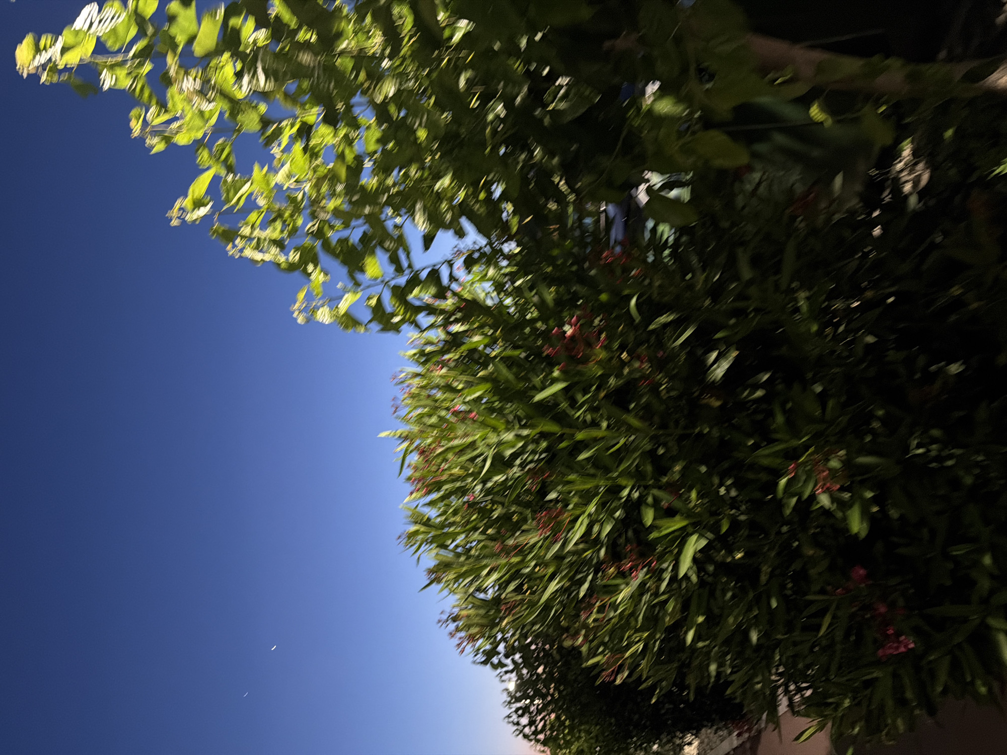 The image displays a nocturnal outdoor scene in Pervolia, Cyprus. The upper portion of the frame consists of a dark blue sky containing two faint crescent-shaped celestial bodies. The midground and foreground are filled with dense vegetation, characterized by noticeable motion blur. On the left, a large bush with elongated green leaves and multiple small red flowers, consistent with *Nerium oleander*, is prominently featured. To its right, a tree with broader, lighter green foliage is partially visible, also exhibiting motion blur. The vegetation is subject to uneven illumination, with brighter areas on the upper leaves contrasting with darker regions towards the base. No human subjects or clearly identifiable architectural elements are present within the depicted frame.