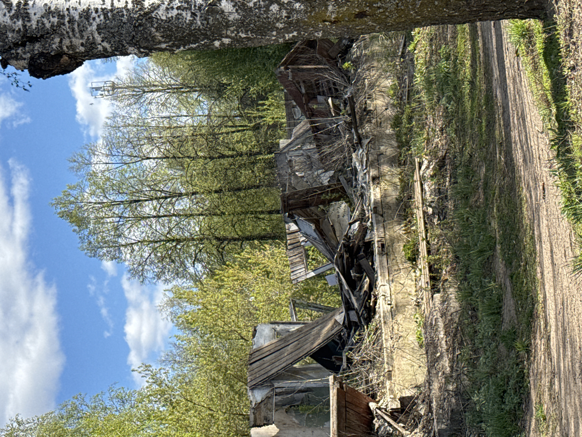 A deteriorated structure, possibly a building remnant, stands adjacent to a dirt path. The remains of the structure display elements of collapsed walls and wooden beams amid concrete. The path is lined with grass and other vegetation. A row of trees in the background is set against a sky with scattered clouds. A tree trunk is visible in the foreground of the scene. I do not have sufficient information to provide the location in Chaikovsky, Russia.