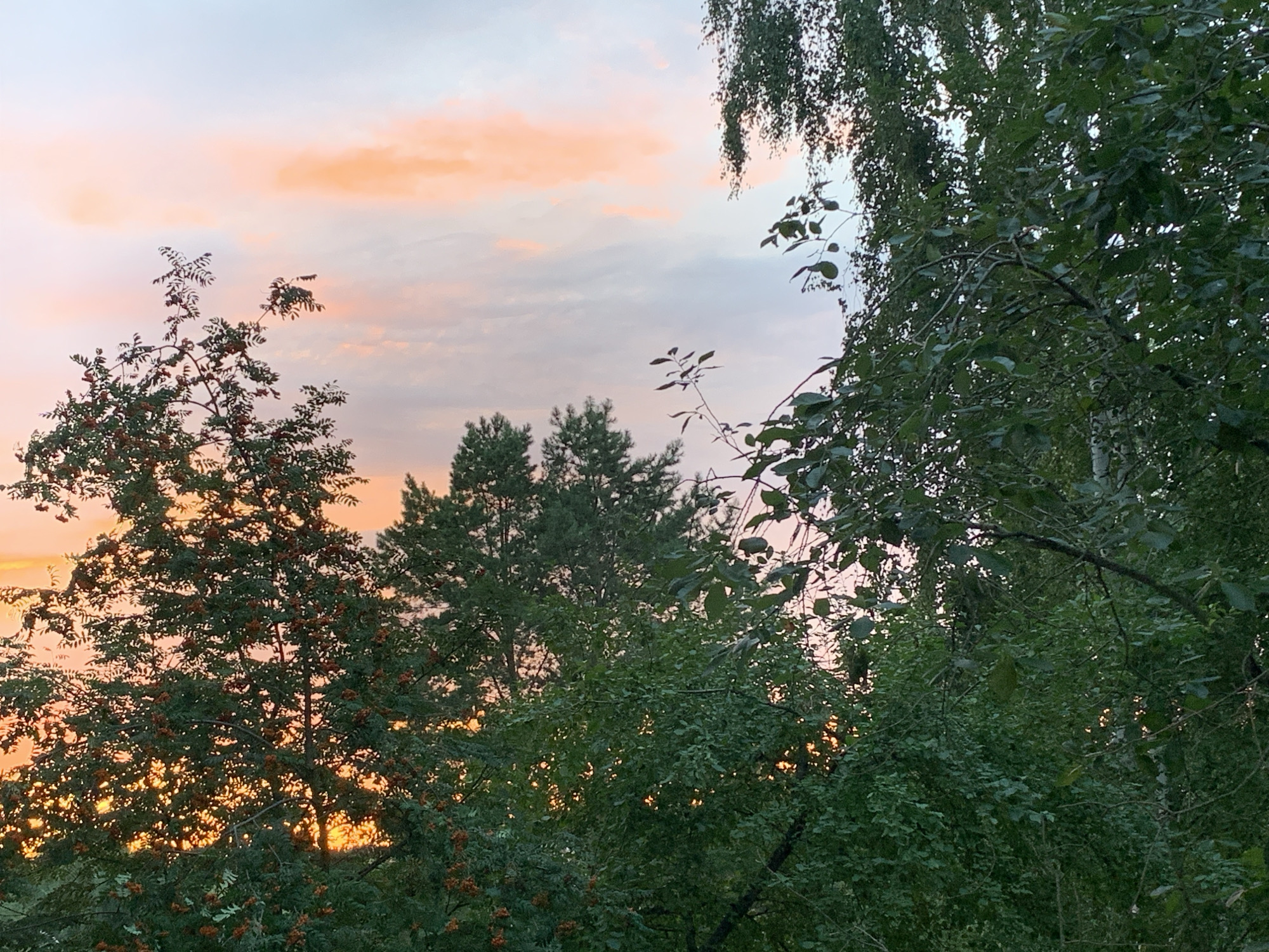 This image captures a serene sunset scene, likely in Chaikovsky, Russia, given the characteristic landscape. The sky is painted with soft hues of orange and pink, with scattered clouds diffusing the warm light. In the foreground, lush green trees dominate the frame. A rowan tree, laden with bright orange berries, stands prominently on the left, its branches reaching towards the vibrant sky. To the right, a dense canopy of various trees, including what appears to be birch with its white bark visible, creates a textured backdrop. The setting sun casts a warm glow through the foliage, highlighting individual leaves and creating dappled light effects. The overall atmosphere is tranquil and natural, suggesting an outdoor setting on the outskirts of the city, perhaps near the Kama River, known for its scenic beauty in the region. No people or specific man-made structures are visible, emphasizing the natural beauty of the moment.