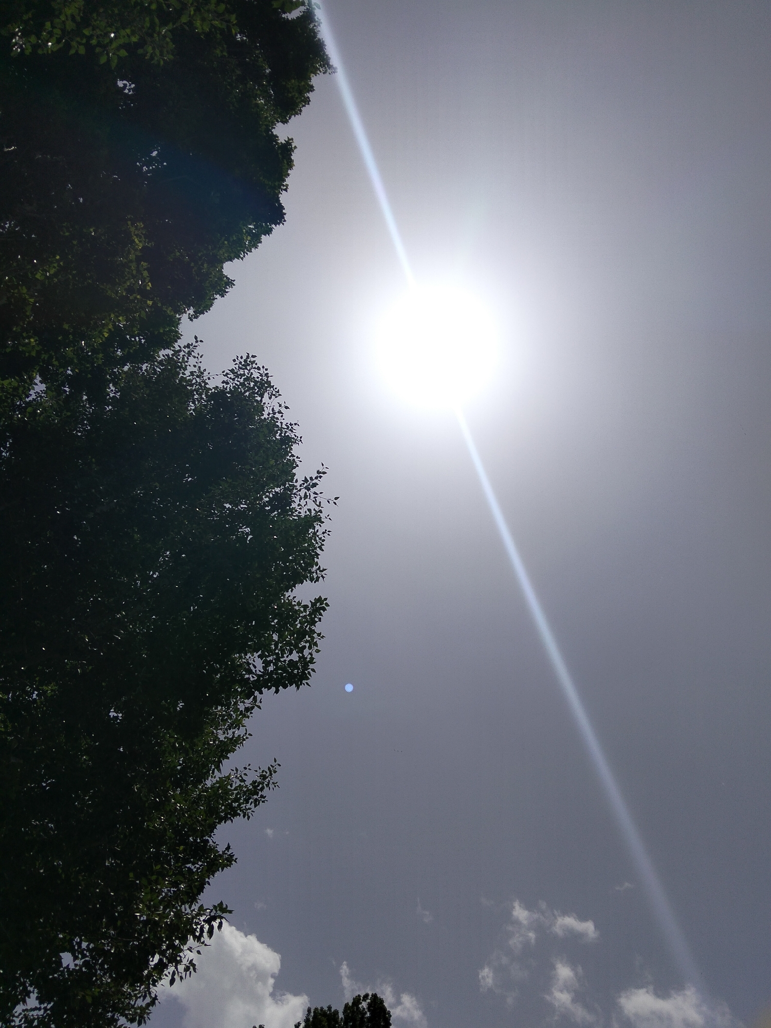 The image captures a sky view with the sun prominently featured, emitting a bright glare and a lens flare that extends diagonally across the frame. To the left, a portion of a dark green tree canopy is visible, with its leaves silhouetted against the bright sky. A few small clouds are present in the lower portion of the image, with darker tree branches visible at the very bottom. The scene appears to be set in At-Bashy, Kyrgyzstan, under what seems to be a clear but bright sky.