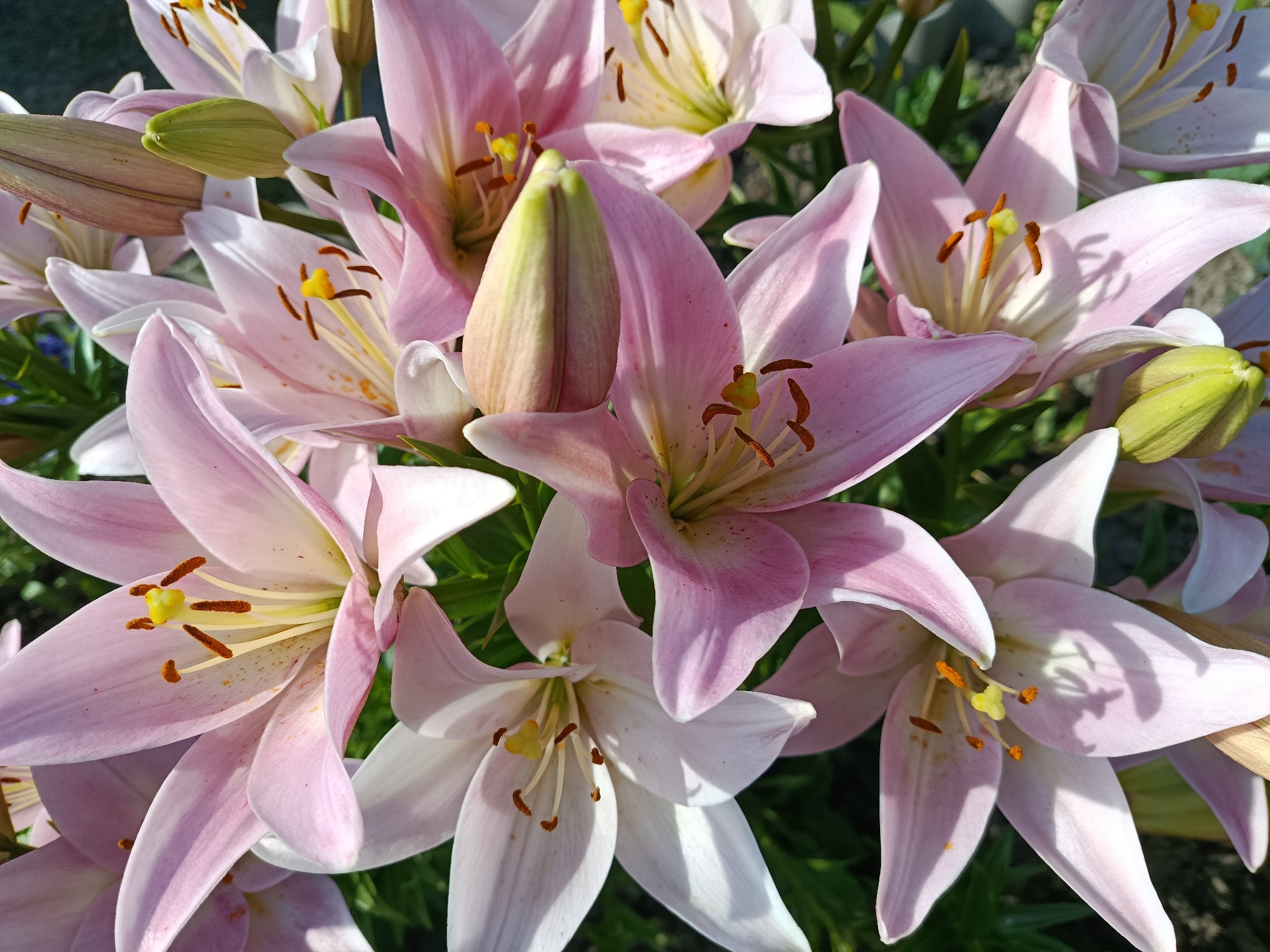The image shows a close-up of a cluster of Stargazer lilies, a type of oriental lily, in full bloom. The lilies are predominantly pink with white edges and prominent orange stamens tipped with yellow anthers. Some buds are also visible, showcasing their green and pink hues. The flowers are illuminated by natural sunlight, suggesting it is daytime, likely on a clear day given the brightness and sharp shadows. The background consists of dark green foliage and hints of what might be a garden setting. The focus is entirely on the delicate petals and reproductive parts of the lilies, emphasizing their beauty and intricate details. There is no visible text in the image. The scene evokes a sense of natural beauty and the vibrant colors of summer flora. The location is identified as Novozybkov, Russia.