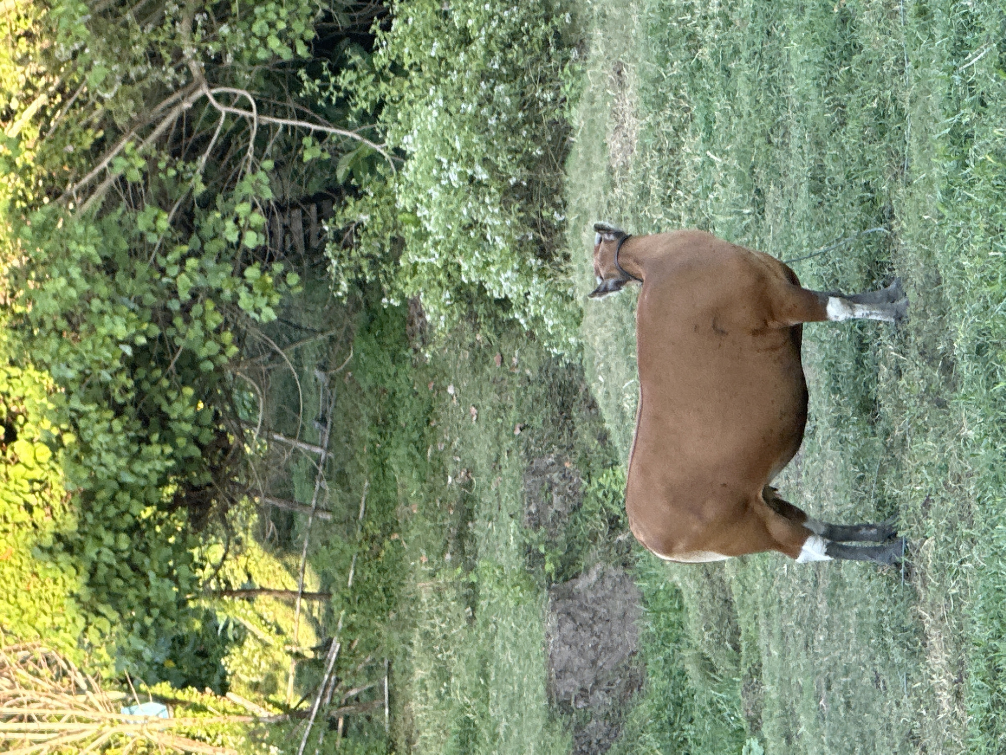 A brown bovine with white markings on its lower legs stands facing away from the camera in a grassy field in North Kuta, Indonesia. The bovine has a halter around its neck and appears to be a female due to its udder. The background consists of lush green foliage, including trees and bushes, with some dried branches and a rustic wooden fence visible. The lighting suggests it is either early morning or late afternoon. The ground is uneven with patches of dirt and grass.