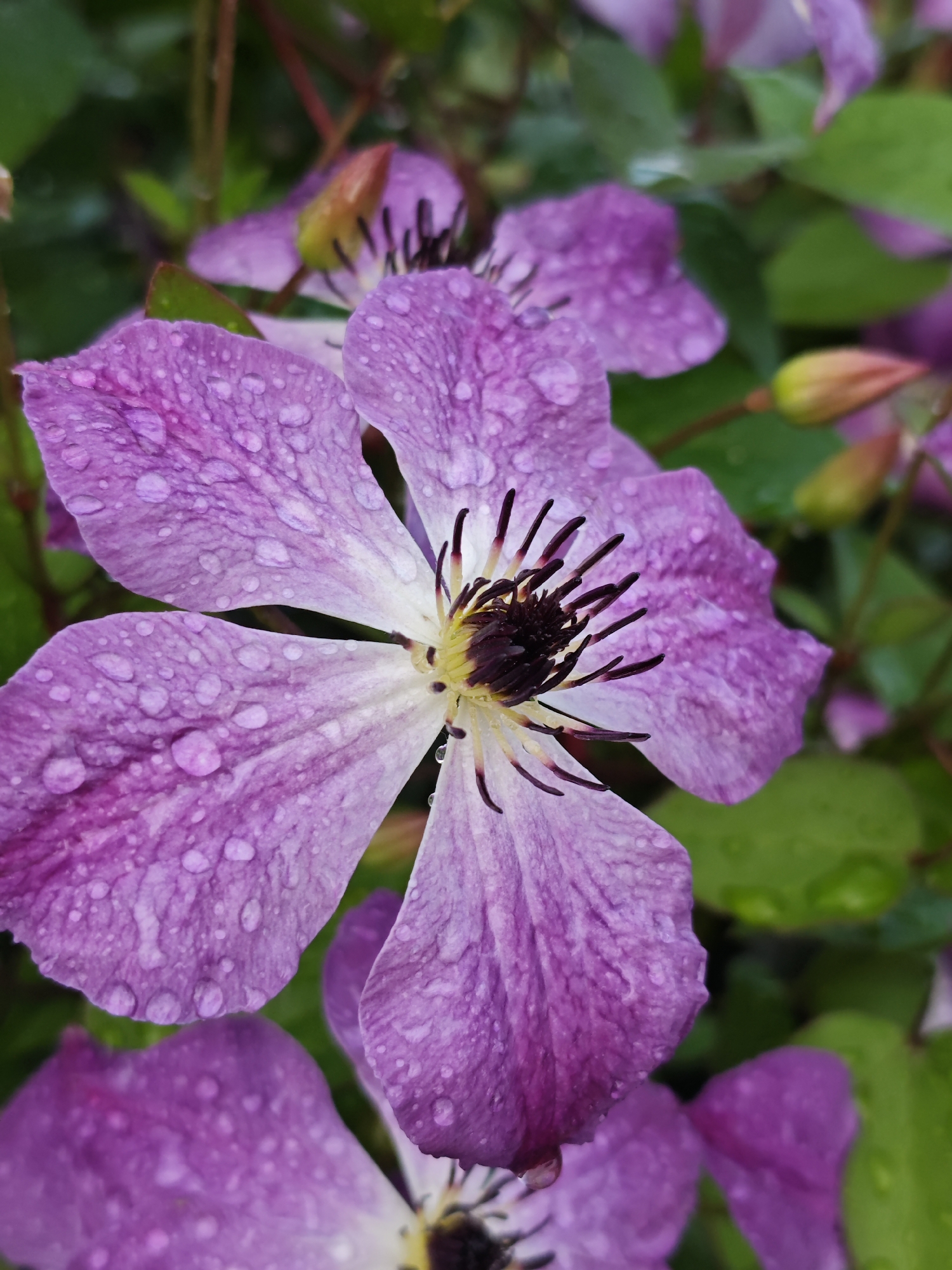 A close-up, eye-level shot captures a vibrant purple clematis flower adorned with numerous water droplets, suggesting recent rainfall. The flower, with its distinct five petals and dark stamen, is the primary subject, taking up most of the frame. The petals display delicate veining and are a rich, textured purple, while the center features a contrasting white and yellow hue. In the background, out-of-focus green leaves and a few unopened buds add depth to the scene. The lighting is soft, and the shallow depth of field emphasizes the detailed texture of the flower and the water on its surface. The overall impression is one of natural beauty and freshness after a rain shower. The location of Podosinki, Russia, is not discernible from the visual information present in the image.