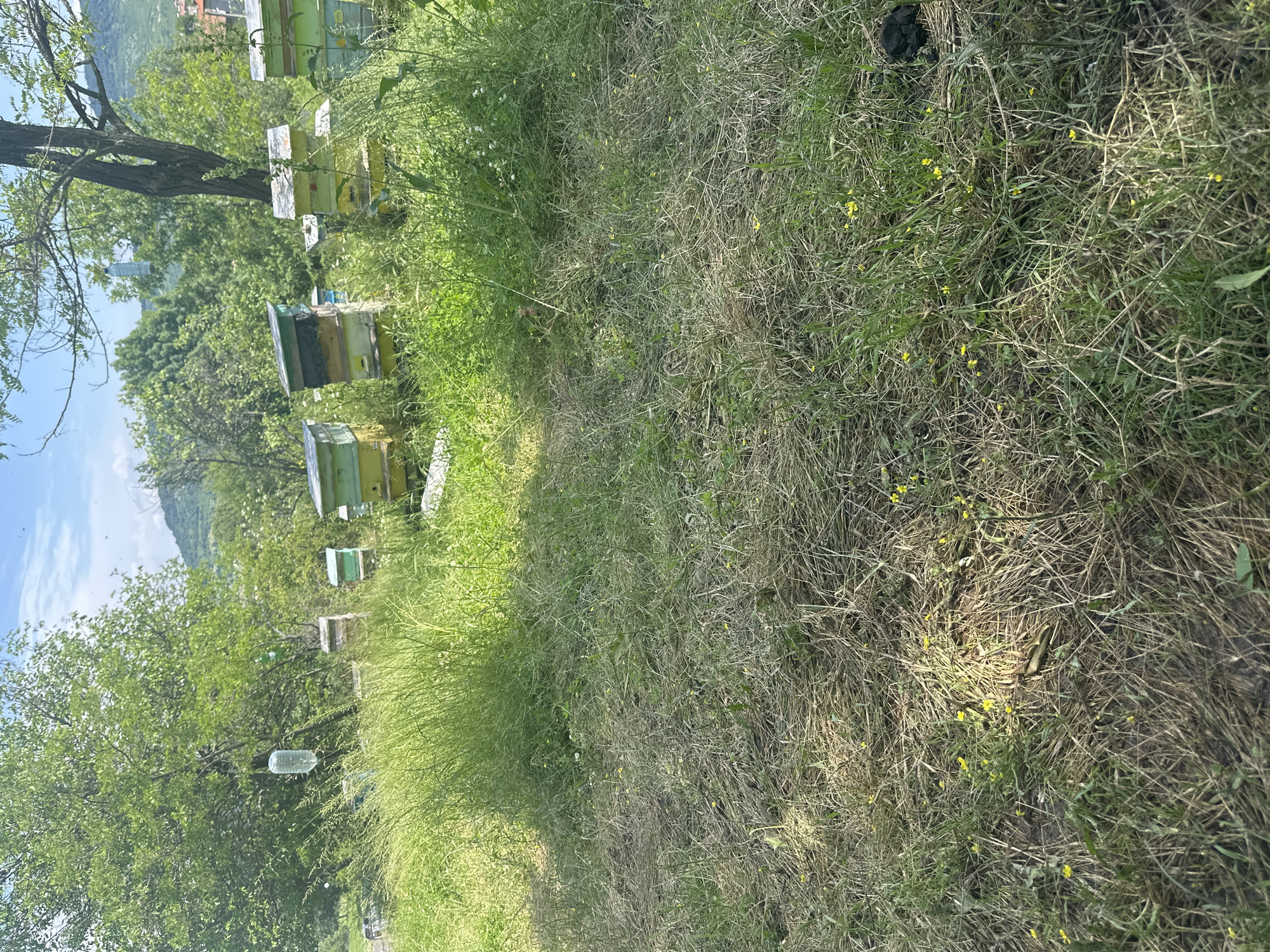 This image captures a vibrant apiary scene in Balabanovo, Bulgaria, under bright daylight. The scene is depicted as a landscape, though the image file itself is oriented in portrait mode, rotated ninety degrees to the left.
In the foreground, a field of grass dominates the right half of the frame. This grass is a mix of lush green patches and drier, straw-like areas, with small yellow wildflowers scattered throughout. A darker patch of earth or rock is visible towards the upper right corner.
Moving towards the left side of the frame, several wooden beehives are visible, indicating an active apiary. These hives vary in color, appearing in shades of light green, yellow, and darker brown or green, suggesting different ages or styles. They are arranged in rows, receding into the distance. A large, leafy tree with a prominent trunk stands to the left of the hives. Two clear plastic bottles, possibly serving as feeders for the bees or traps, hang from tree branches.
The background features more dense green trees and foliage, leading to distant, verdant hills or mountains under a clear blue sky dotted with a few wispy white clouds. The bright sunlight casts distinct shadows, highlighting the texture of the grass and the forms of the trees and hives, suggesting it is mid-day or early afternoon. No people or visible text are present in the image.