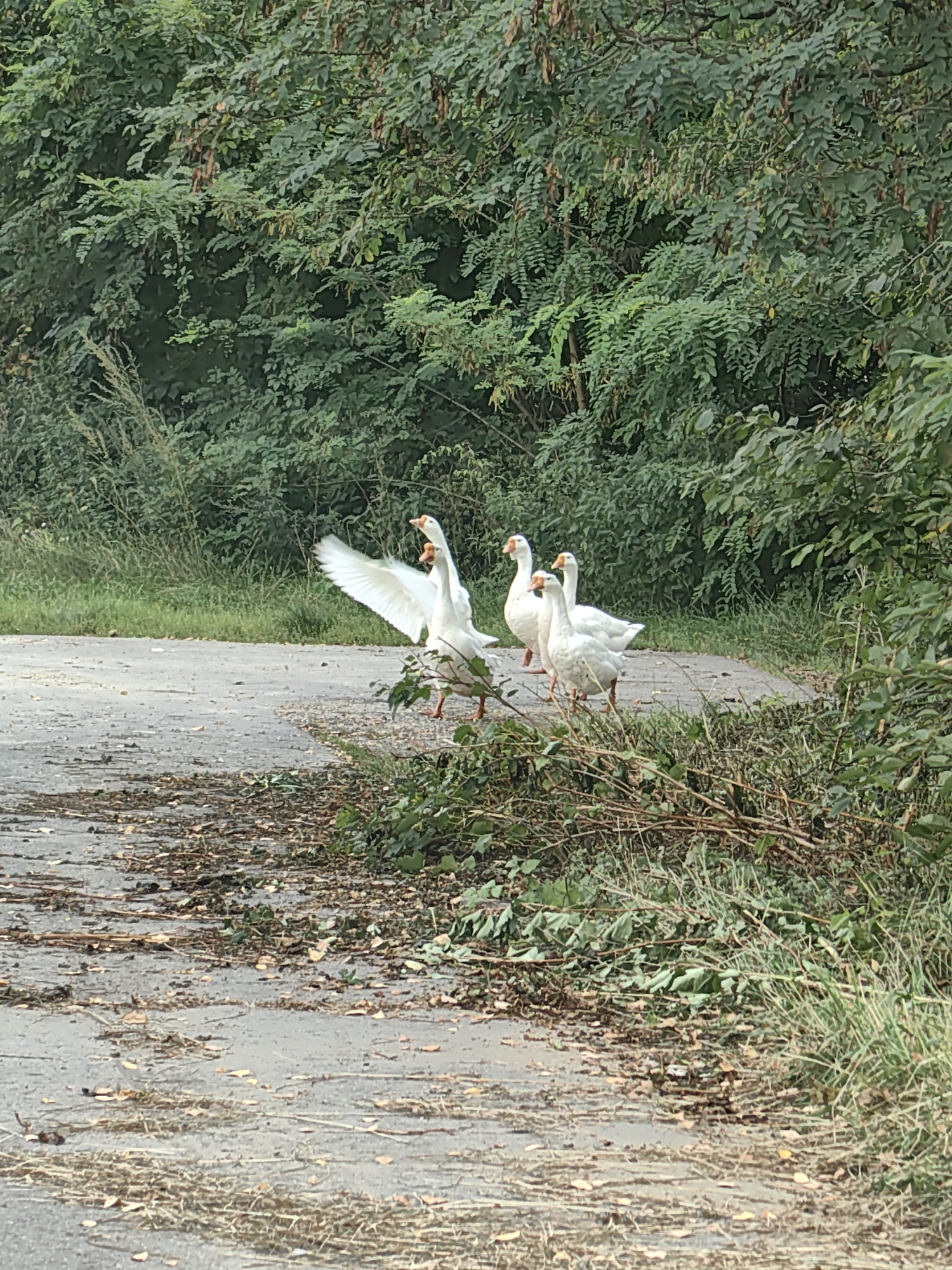 A flock of five white geese are walking on a paved path bordered by dense green foliage and trees. One goose in the foreground is facing left with its wings spread wide, appearing to be in mid-stride or about to take flight. The other four geese are behind it, walking in the same direction. The path is partially covered with fallen leaves and twigs. The environment suggests an outdoor, natural setting within or near a populated area, consistent with a park or rural road in Lesnoy, Russia.