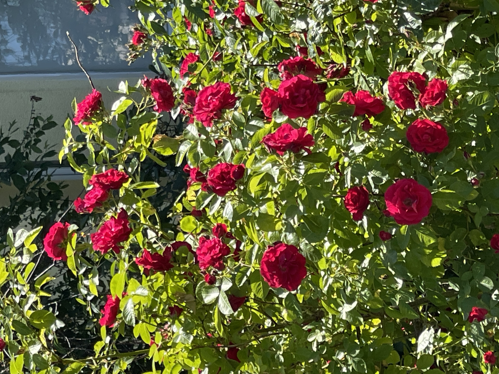 The image shows a close-up view of a rose bush laden with deep red roses and green leaves, bathed in bright sunlight. The roses are in various stages of bloom, with some fully opened and others still in bud. The leaves are lush and vibrant, some catching the sunlight and appearing almost translucent. The scene is set outdoors, likely in a garden or park, given the abundance of the flowering plant. The sunlight suggests it is daytime, possibly morning or afternoon, and the clear lighting indicates fair weather. There are no people visible in the image. In the background, there is a hint of a building with a window reflecting the light, suggesting an urban or suburban setting. The overall impression is one of natural beauty and the vibrancy of a summer day. No text is visible in the image.