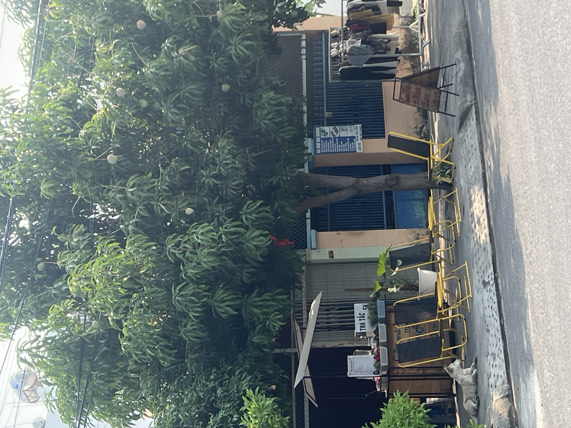 This image captures a bright daylight scene on a street in Bắc Nha Trang, Vietnam. A large, verdant mango tree, laden with pale green, ripening mangoes, dominates the left side, its branches extending across the frame. Its thick foliage provides shade to the building facade behind it.
To the right, a sidewalk runs parallel to a road. On the sidewalk, a small outdoor seating area is set up with several yellow-framed chairs and tables, suggesting a cafe or eatery. A white and grey dog is seen peacefully lying on the warm pavement near these tables.
The building behind the tree and seating area has a blue roll-down gate or facade at the ground level, with an upper story visible above. Several motorcycles or scooters are parked in front of the building at the top of the frame. Various signs are present: a blue sign with multiple images and Vietnamese text is affixed to the building, while two A-frame signs (one brown, one yellow) are placed on the sidewalk.
Visible text on a white sign near the tables reads "TRÀ TẮC 5K", indicating "Kumquat Tea 5,000 VND". The scene conveys a relaxed, everyday atmosphere under clear, sunny skies, typical of a street in a Vietnamese city. Shadows on the sidewalk suggest a mid-morning or afternoon time of day.