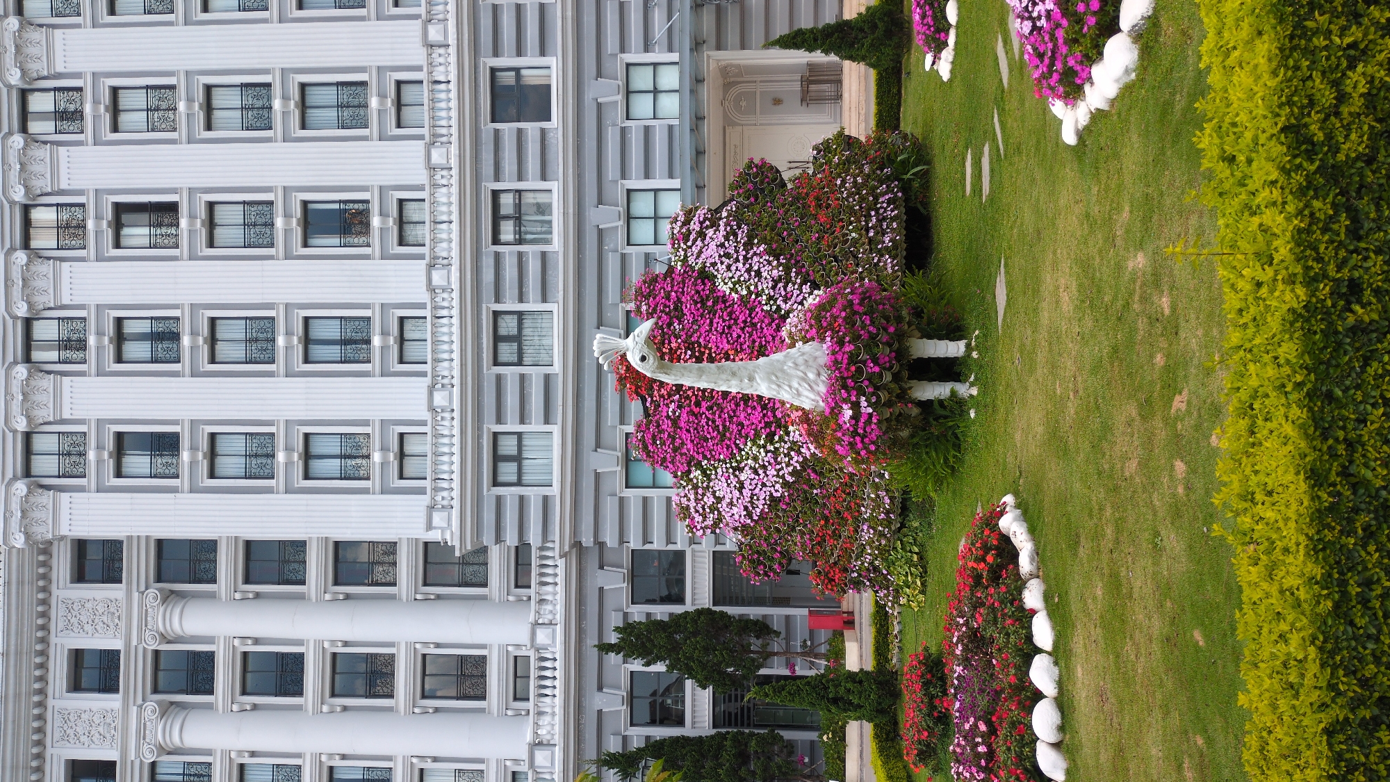 A vibrant garden scene in Da Lat, Vietnam. A white peacock sculpture adorned with pink and red flowers stands prominently in a manicured lawn. A grey, multistoried building with ornate architectural details serves as the backdrop. A variety of greenery, including neatly trimmed shrubs and small trees, surrounds the peacock. In the foreground, flowerbeds are defined by white stone borders.